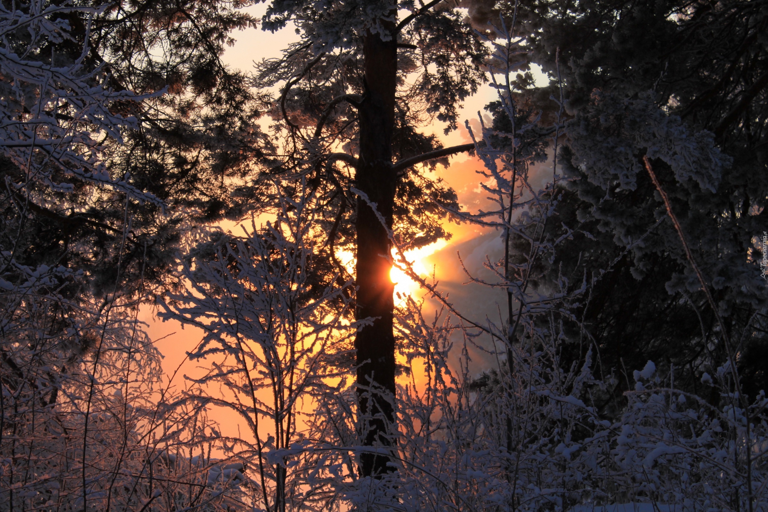 Zima, Ośnieżone, Drzewa, Zachód słońca