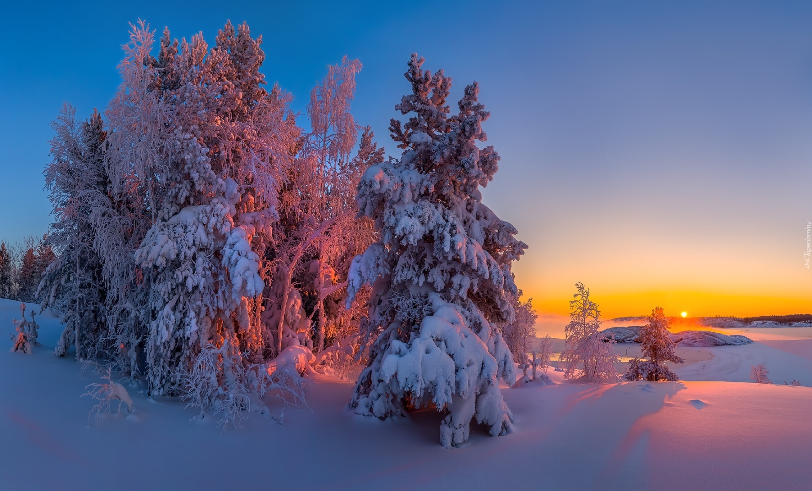Zima, Zachód słońca, Drzewa, Śnieg