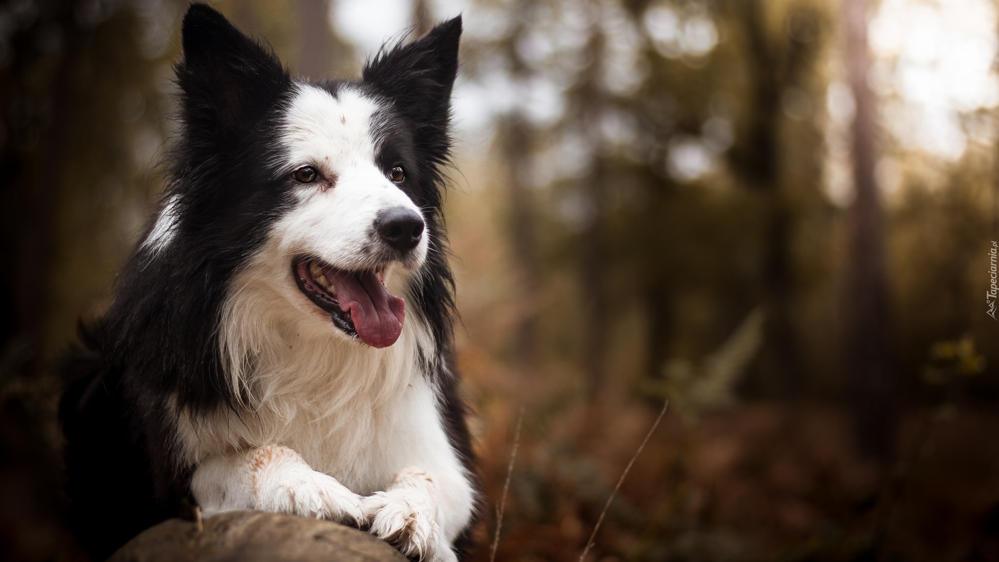 Pies, Border collie, Rozmyte tło