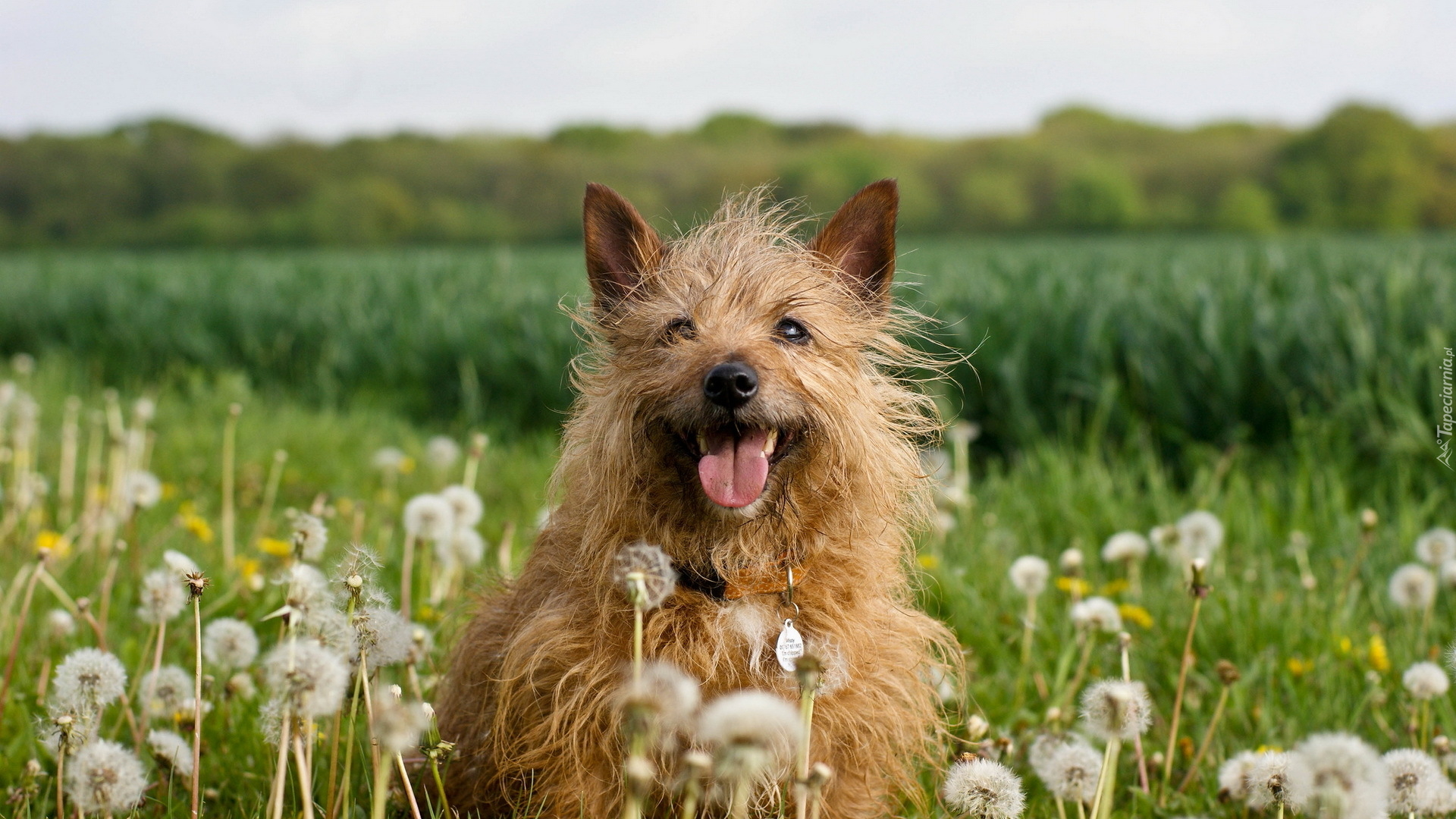 Pies, Cairn terrier, Łąka, Dmuchawce