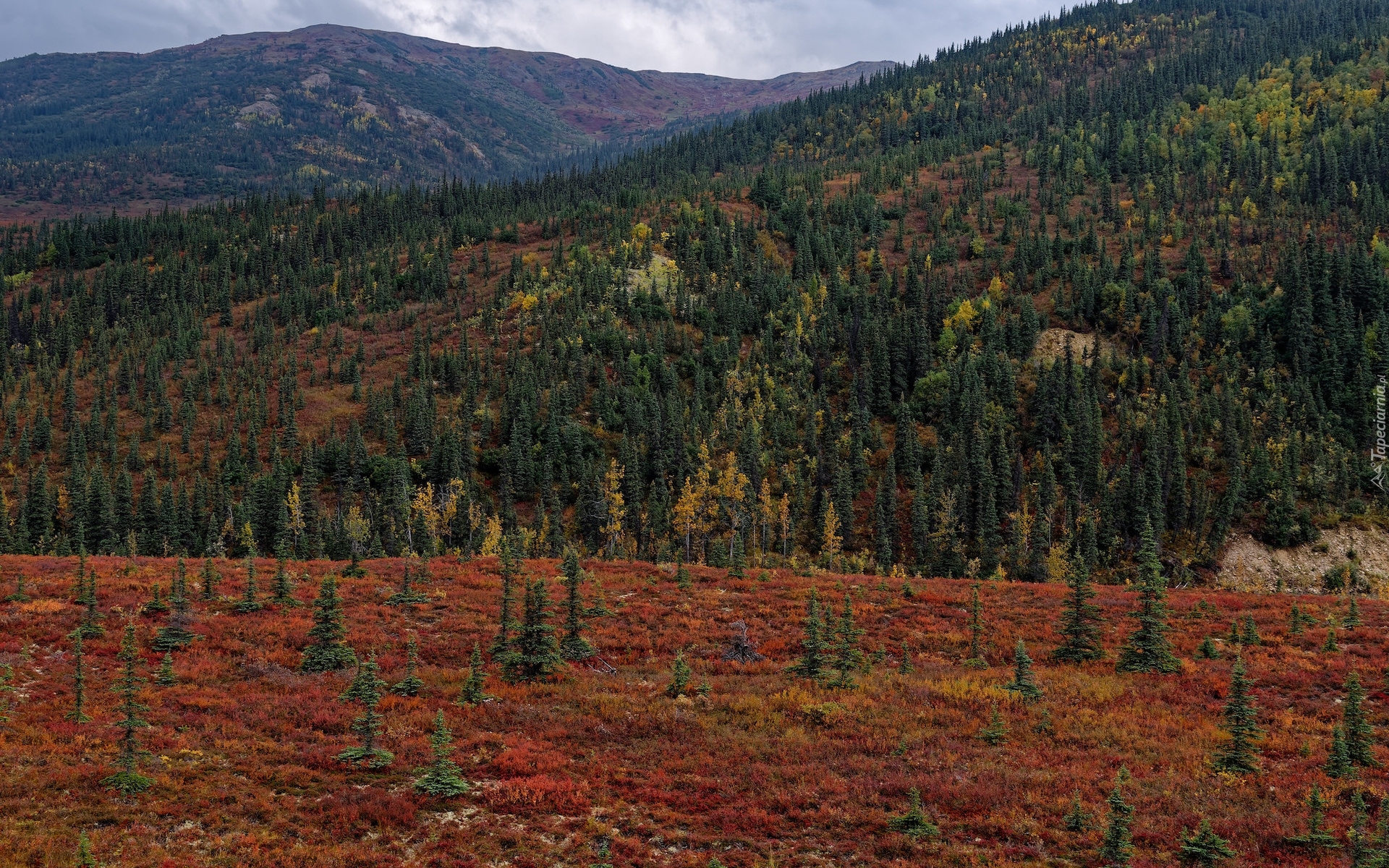 Stany Zjednoczone, Alaska, Park Narodowy Denali, Góry, Kordyliery, Drzewa, Lasy, Roślinność