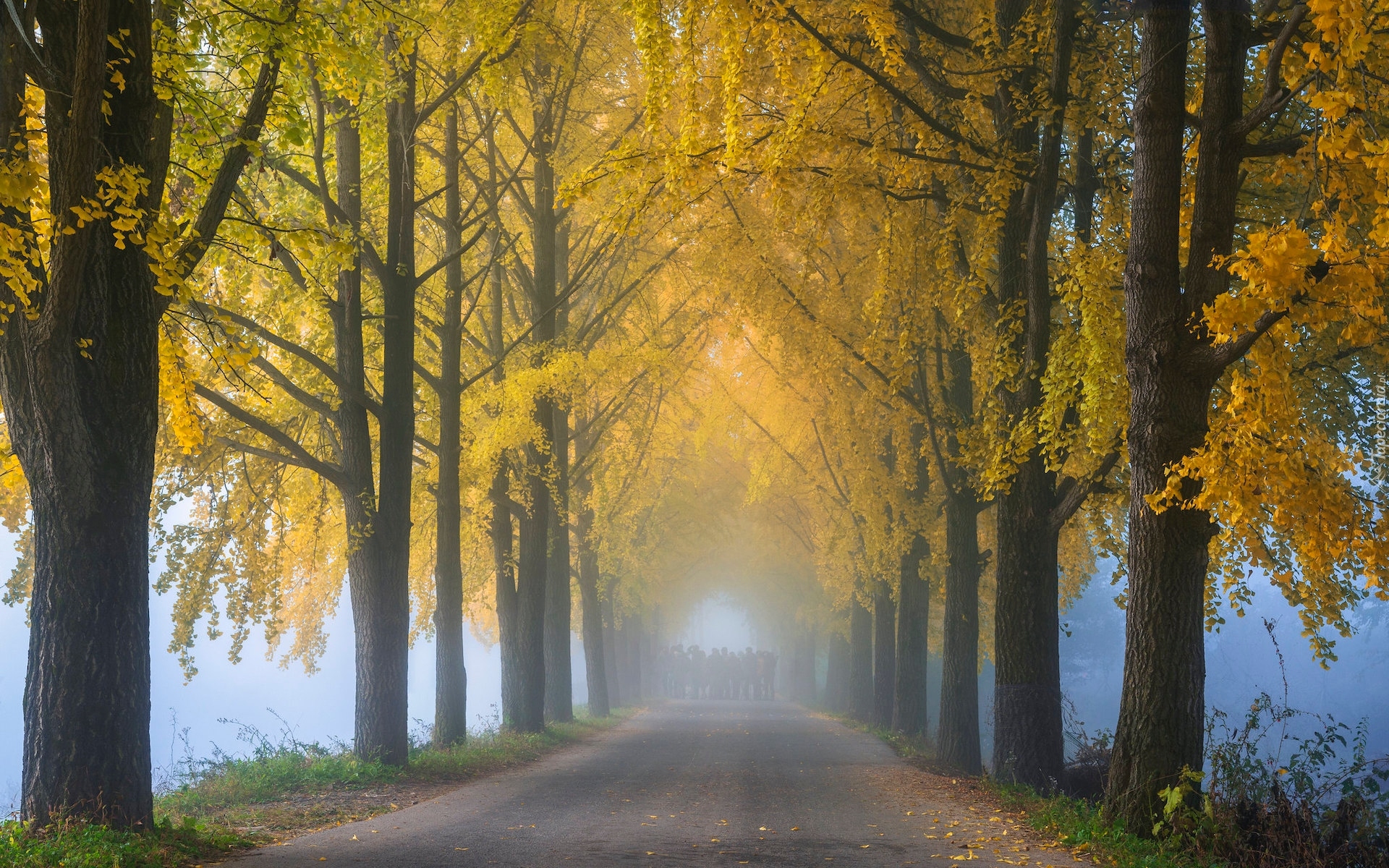 Droga, Wysokie, Żółte, Drzewa, Jesień, Mgła