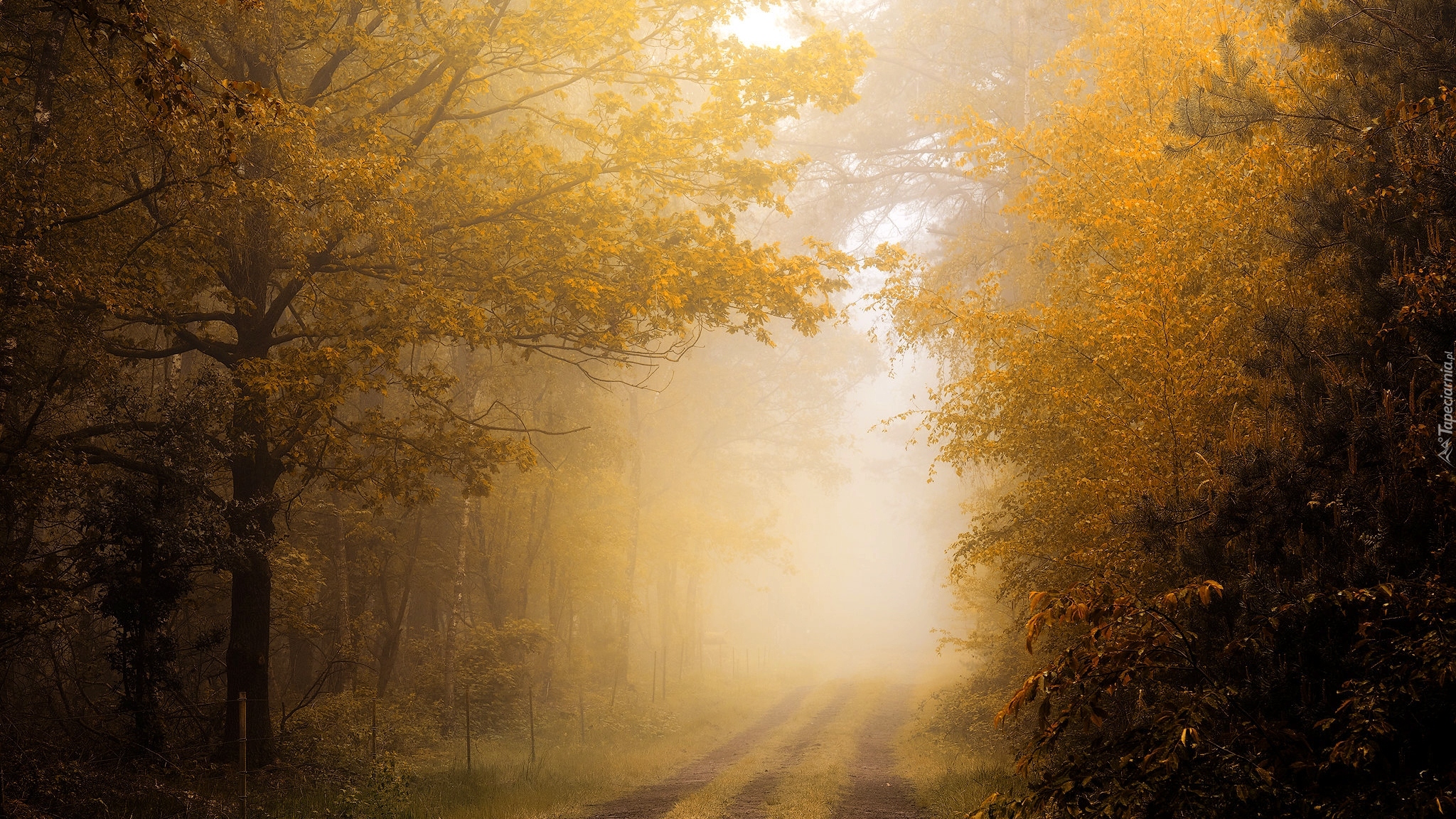 Las, Drzewa, Droga, Jesień, Mgła