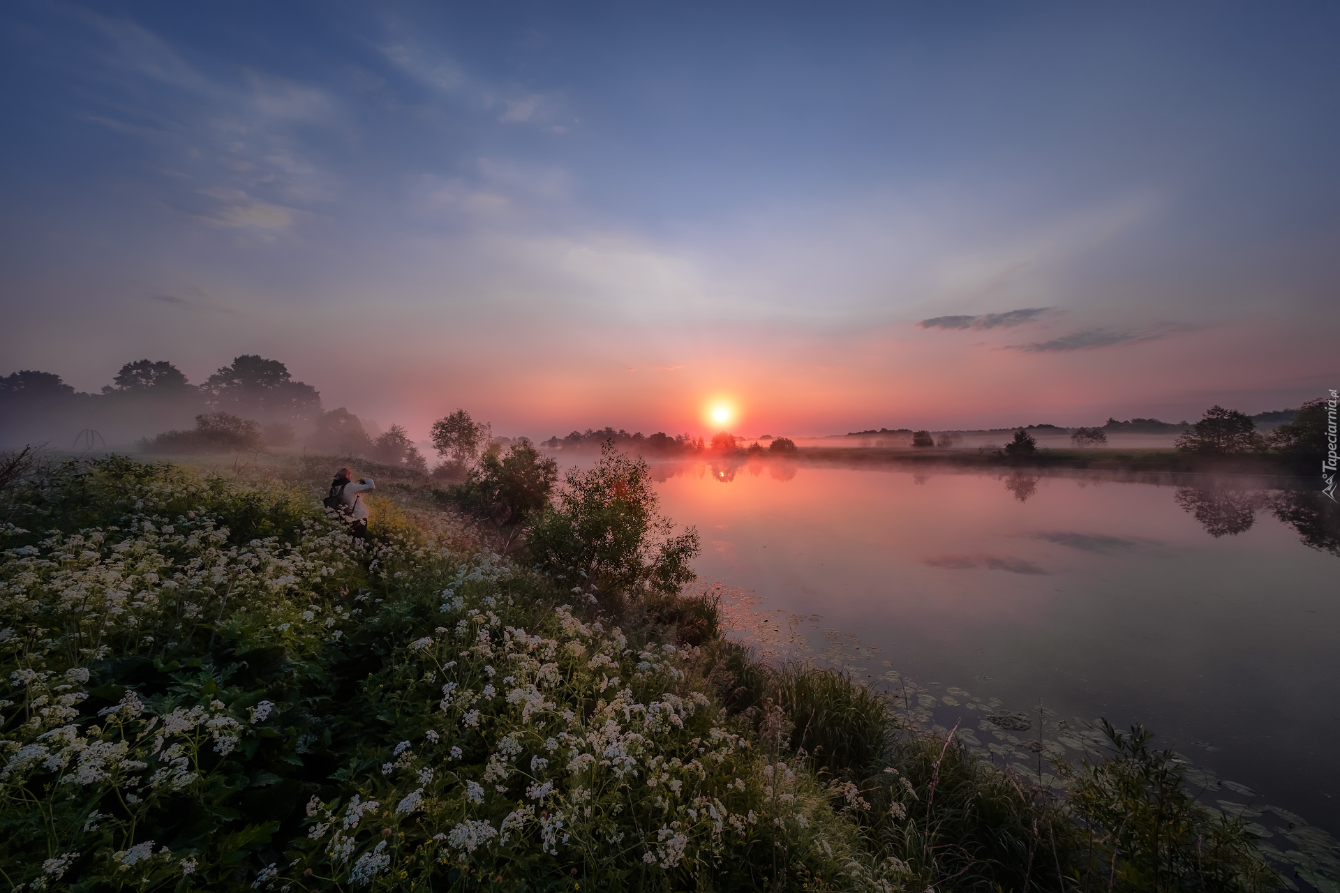 Rzeka Dubna, Drzewa, Kwiaty, Mgła, Wschód słońca, Łatgalia, Łotwa