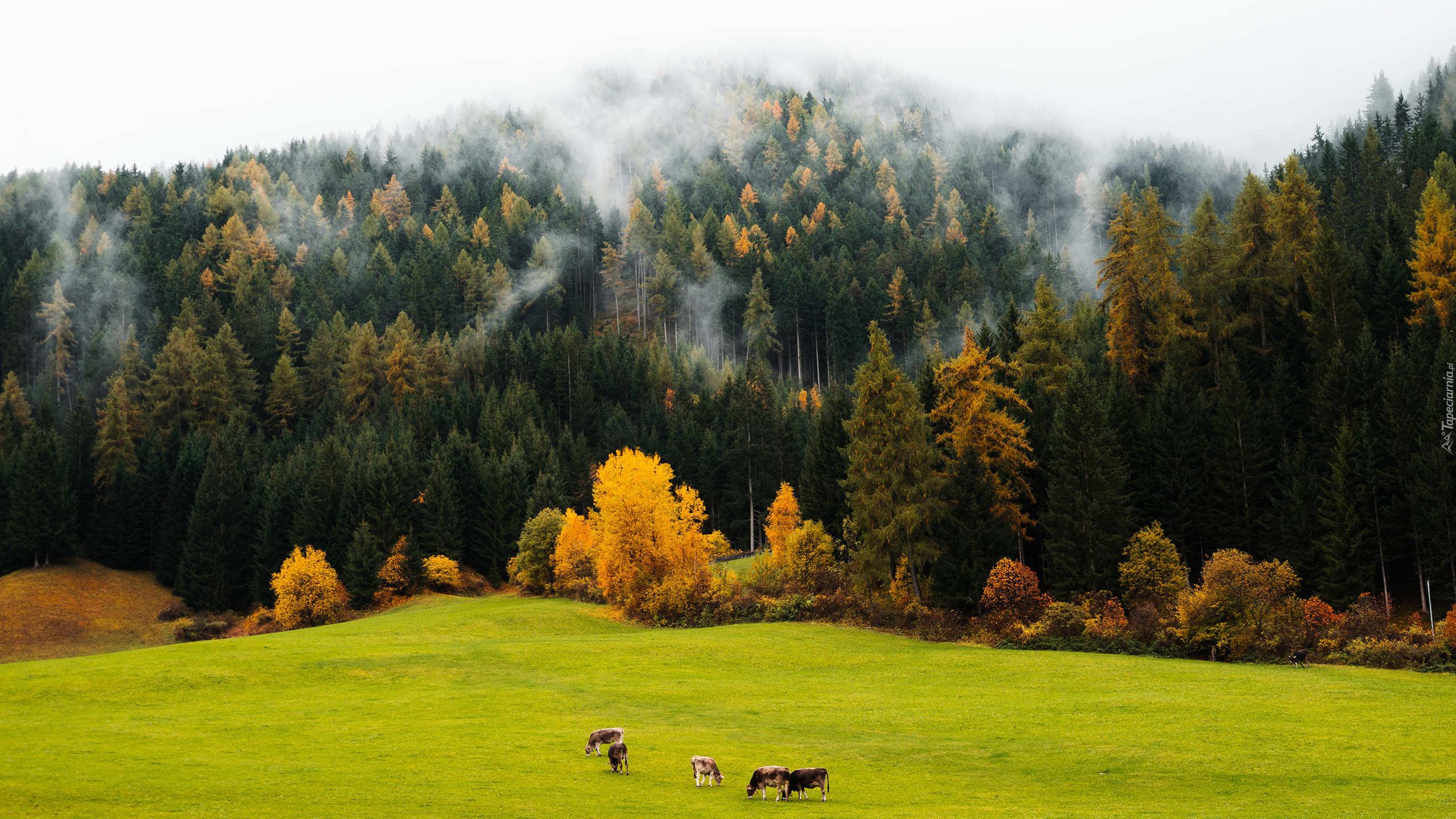Las, Drzewa, Mgła, Łąka, Krowy, Jesień