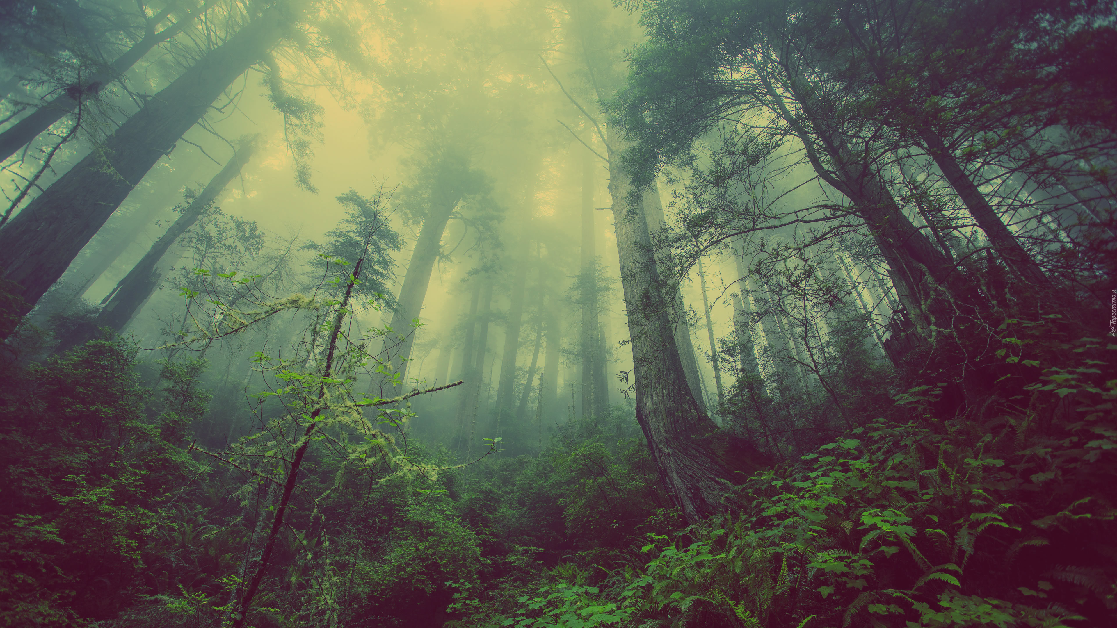 Las, Drzewa, Roślinność, Mgła
