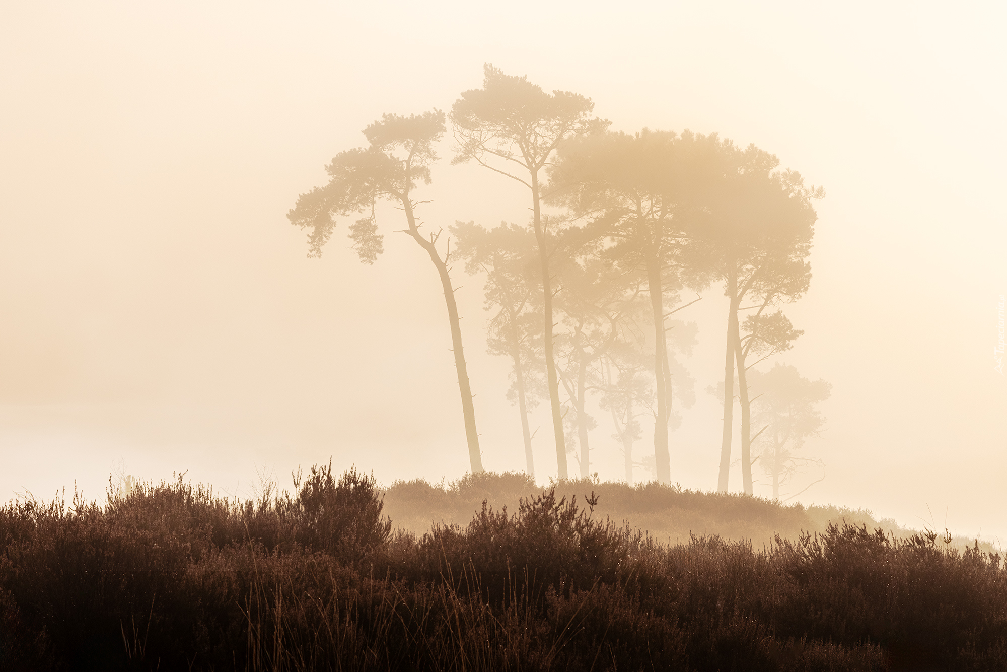 Wrzosowisko, Poranek, Mgła, Drzewa, Wzgórze, Rośliny, Rezerwat przyrody, Kalmthout Heath, Belgia