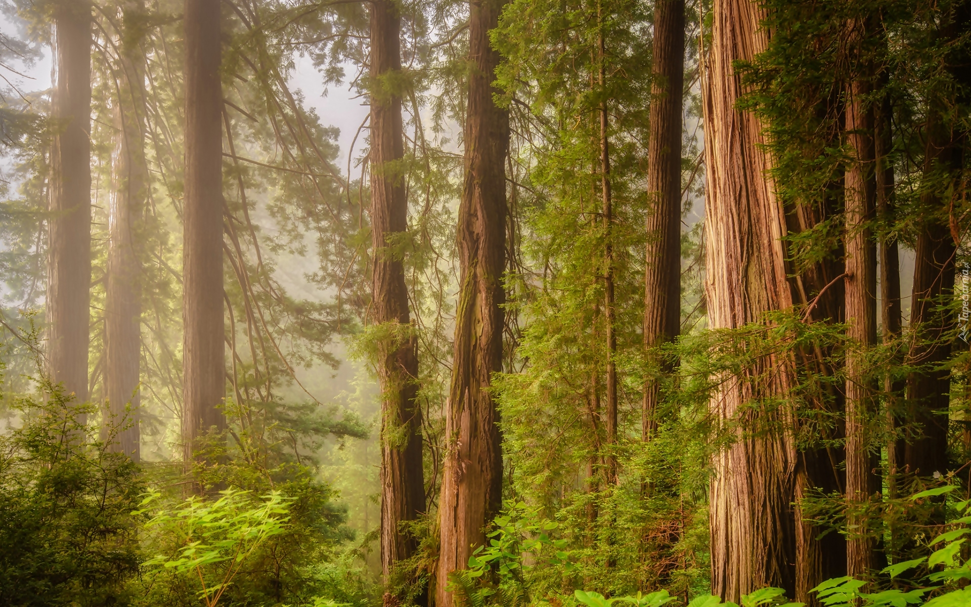Stany Zjednoczone, Stan Kalifornia, Park Narodowy Redwood, Las, Mgła, Drzewa, Sekwoje