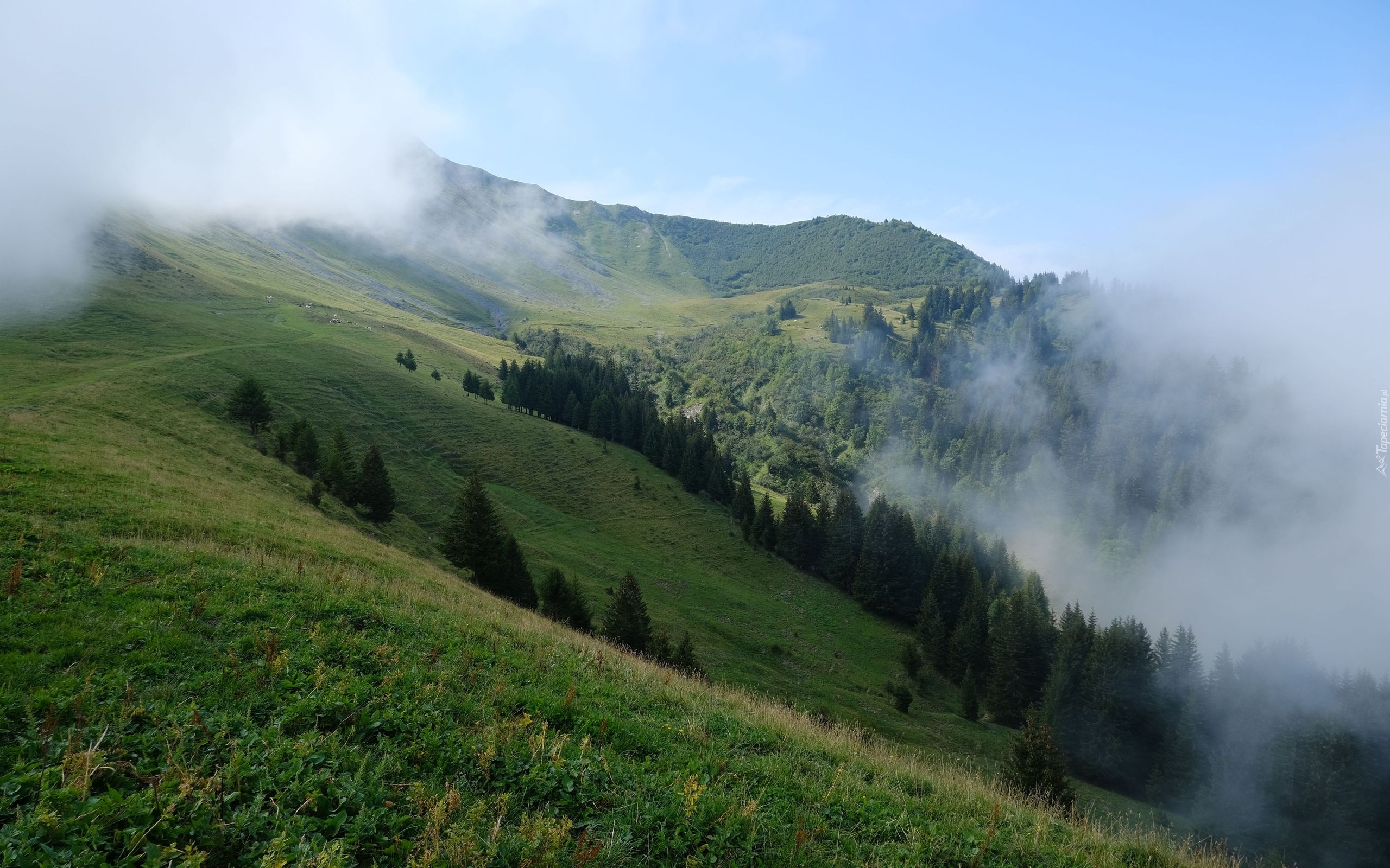 Dolina, Zbocze, Drzewa, Mgła, Góry