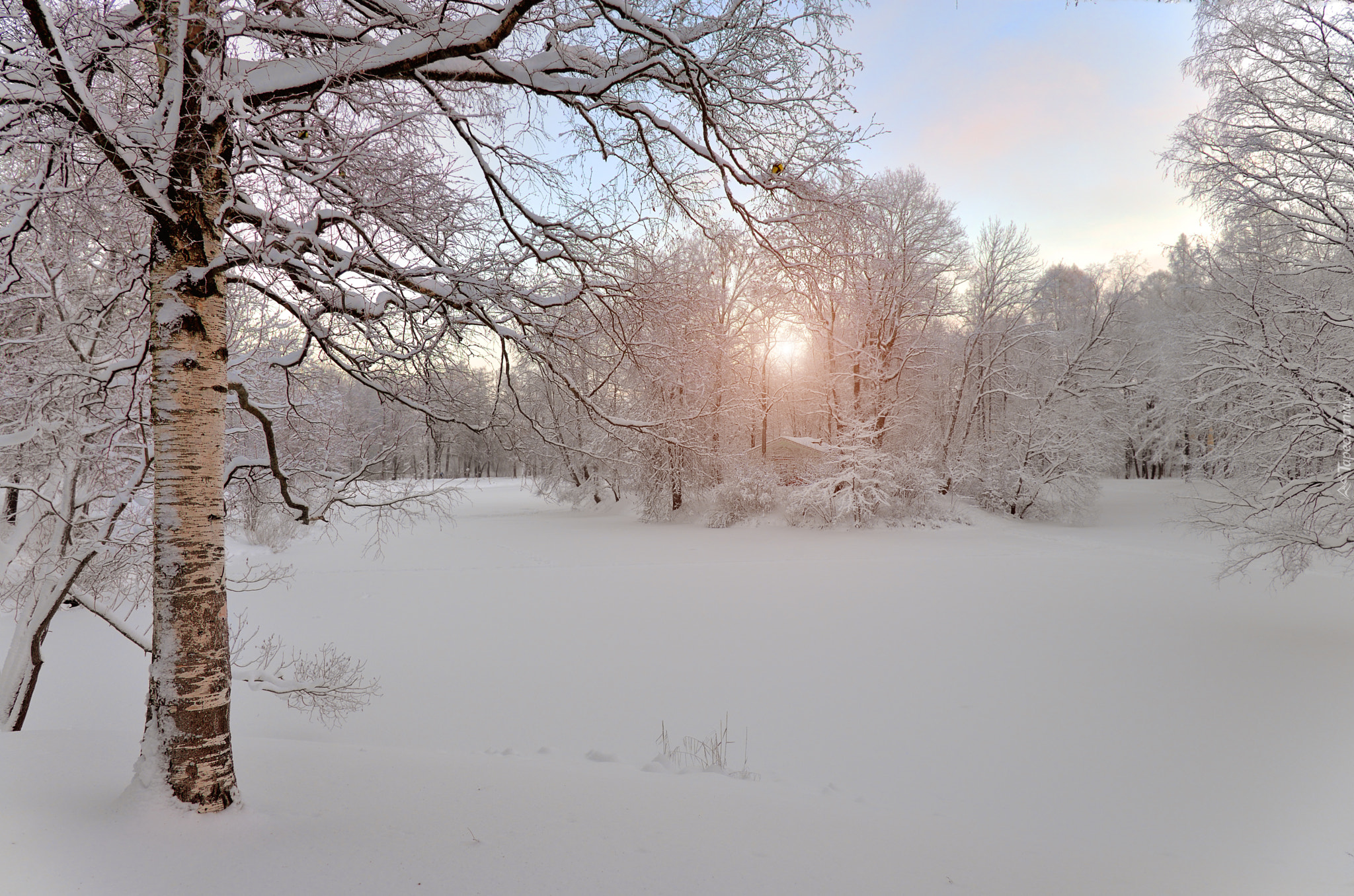 Zima, Drzewa, Brzozy, Śnieg, Przebijające światło
