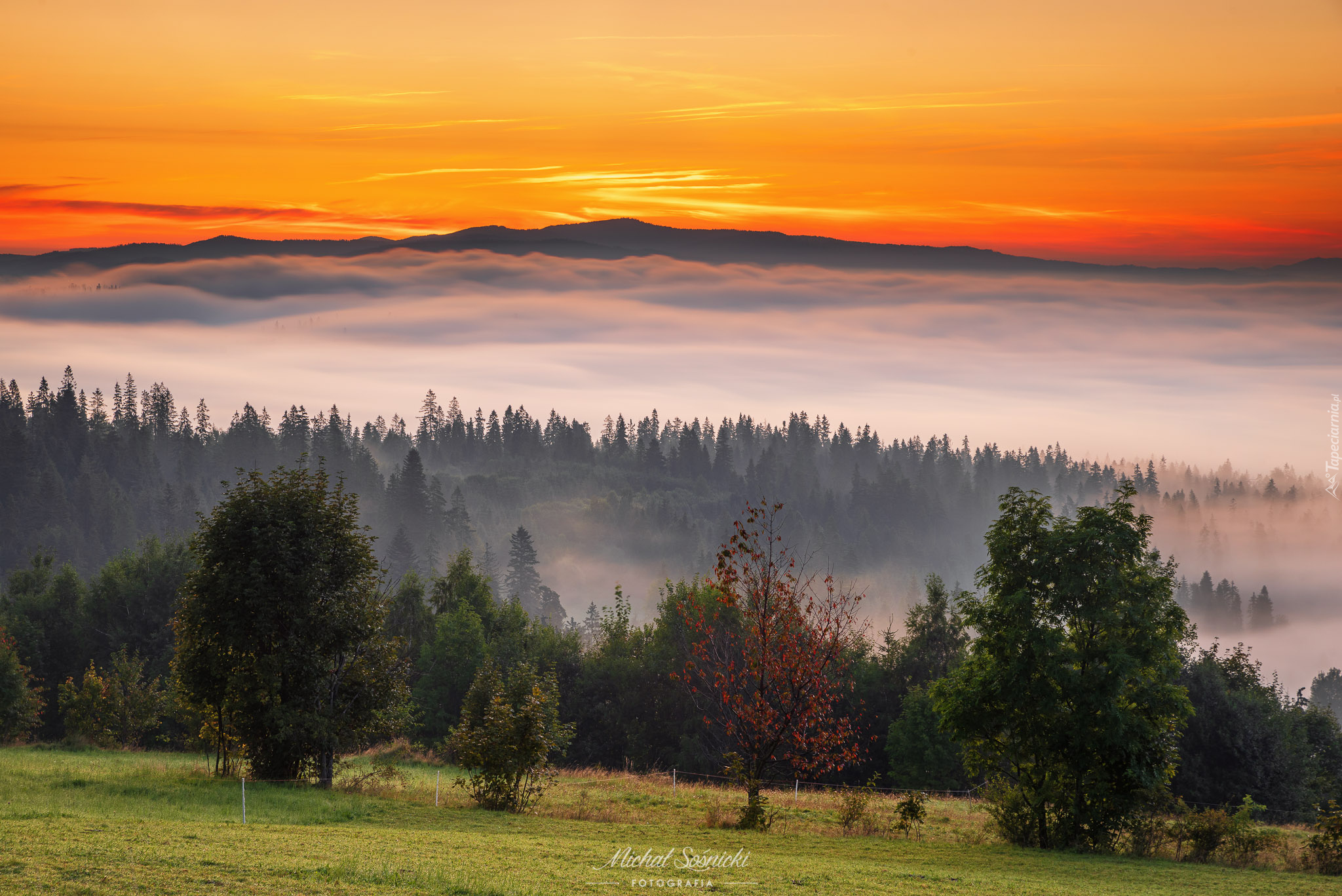 Góry, Tatry, Podhale, Lasy, Drzewa, Mgła, Niebo, Zachód słońca, Poronim, Małopolskie, Polska