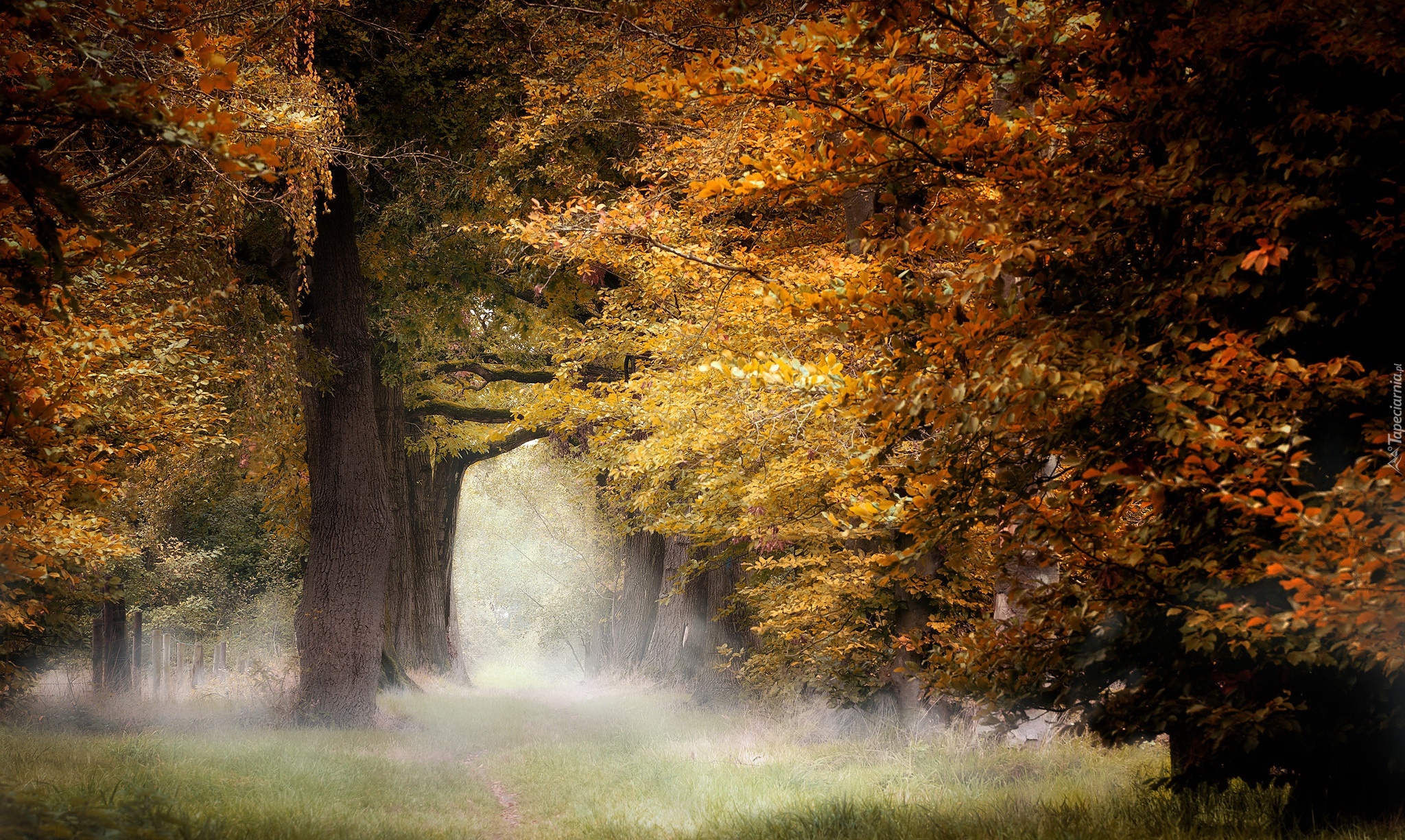 Jesień, Las liściasty, Drzewa, Mgła