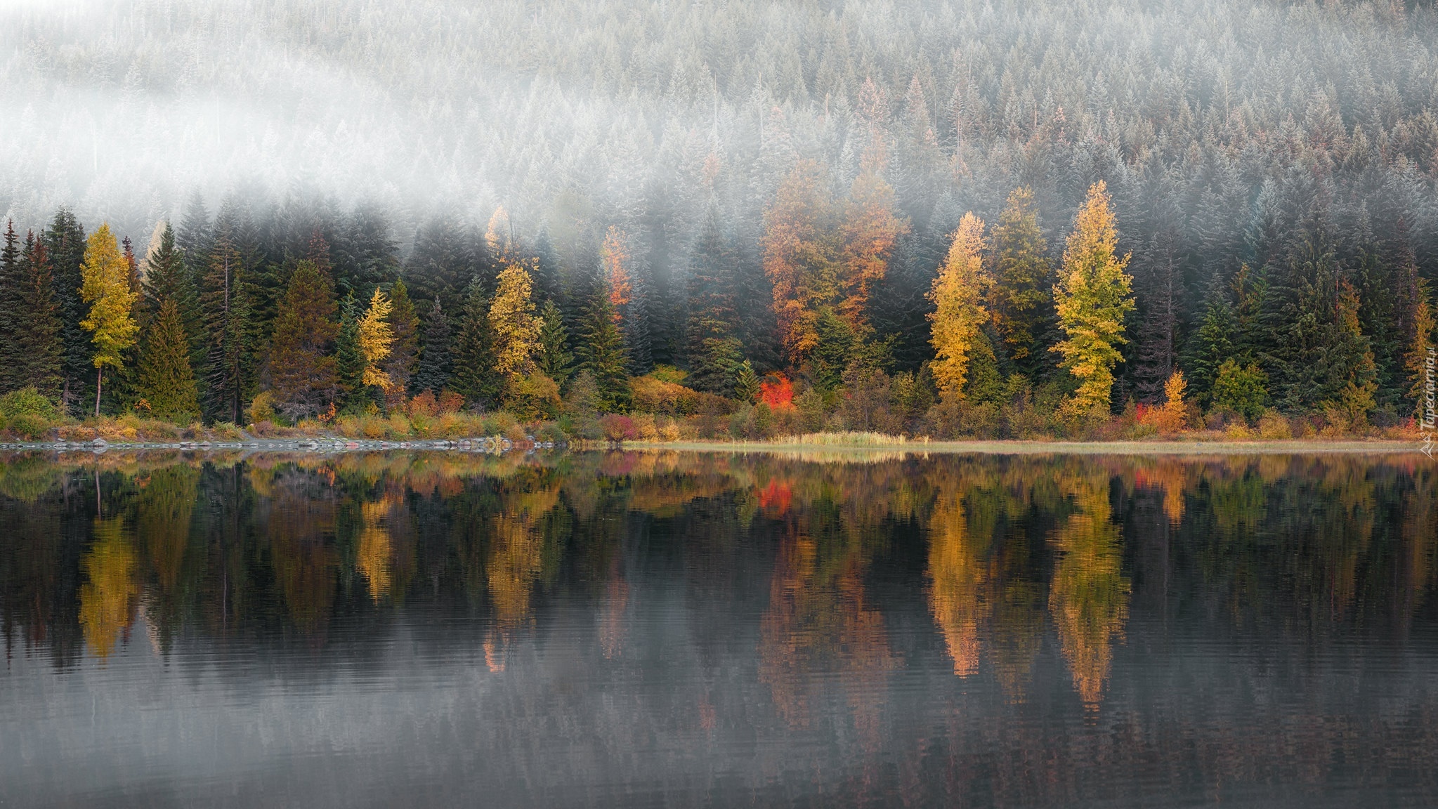 Jesień, Mgła, Jezioro, Drzewa
