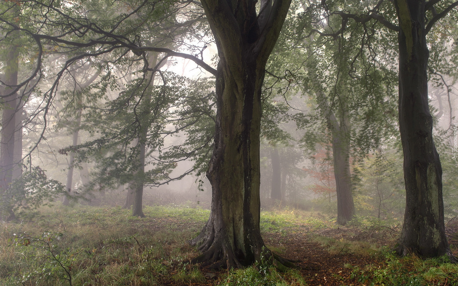 Anglia, Hrabstwo West Yorkshire, Miasto Bingley, Las, Drzewa, Mgła, Ścieżka