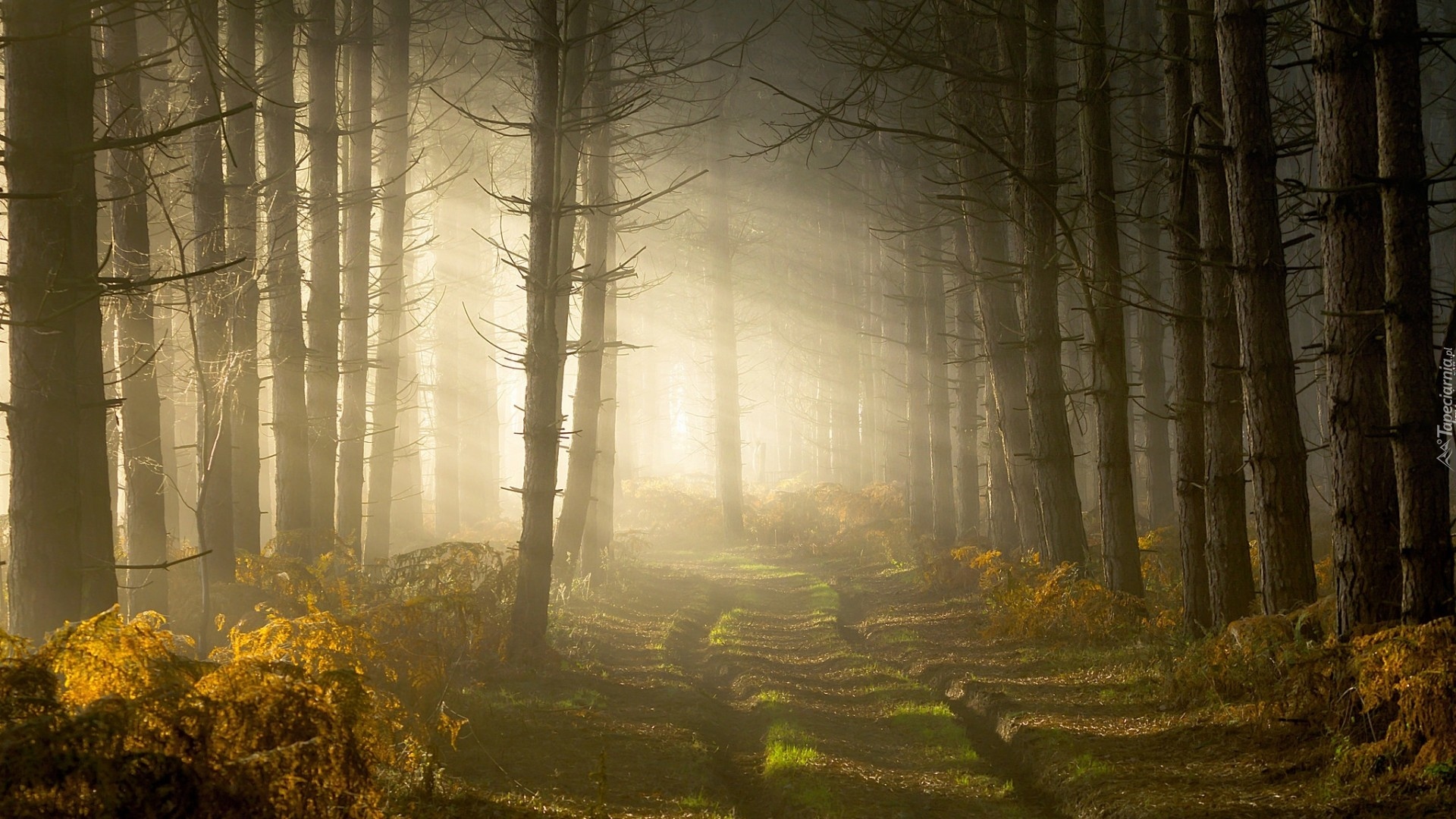 Anglia, Hrabstwo Warwickshire, Las, Mgła, Przebijające światło, Droga