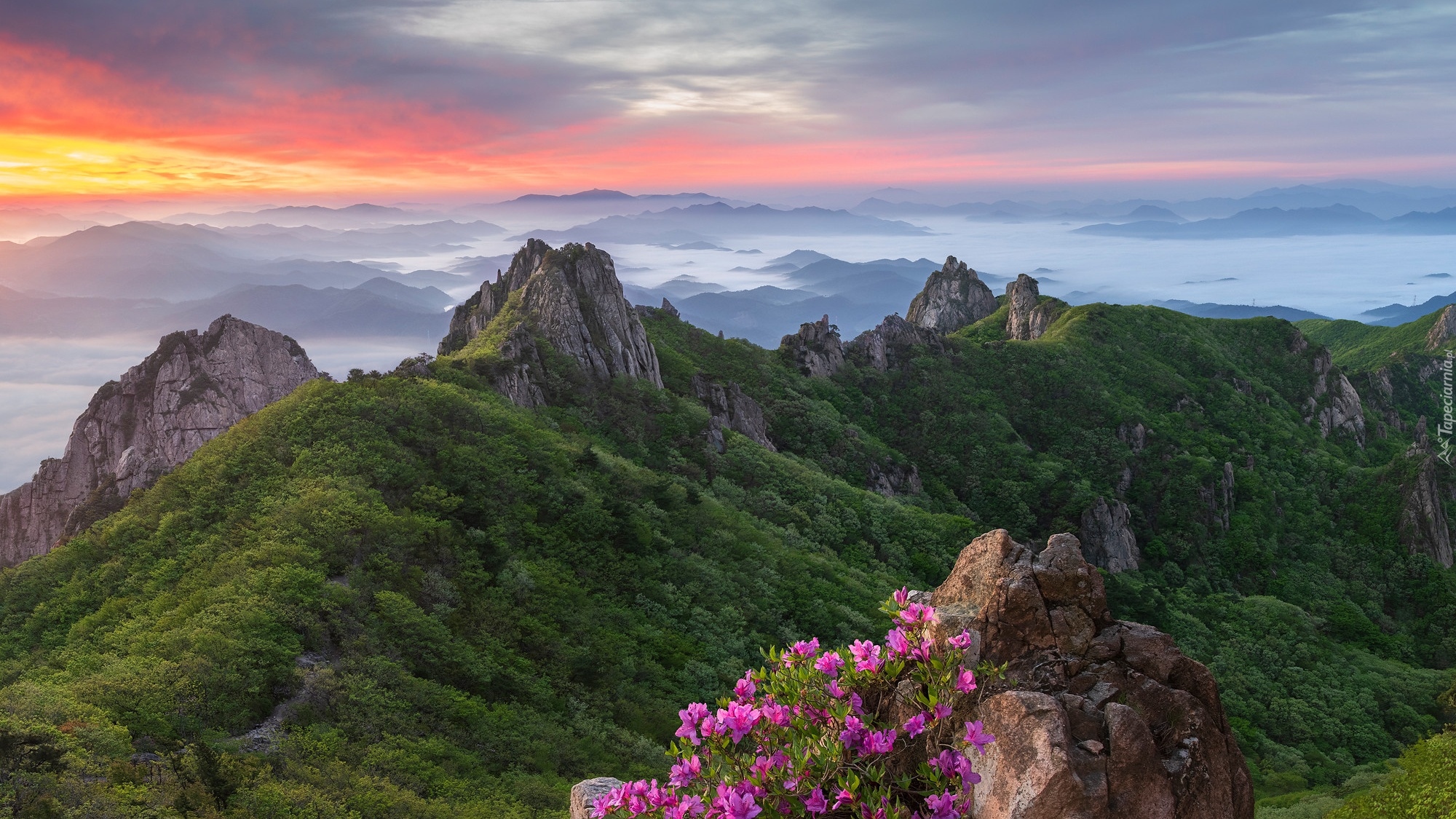 Góry Wolchulsan, Park Narodowy Wolchulsan, Różanecznik, Skały, Sosna, Mgła, Wschód słońca, Korea Południowa