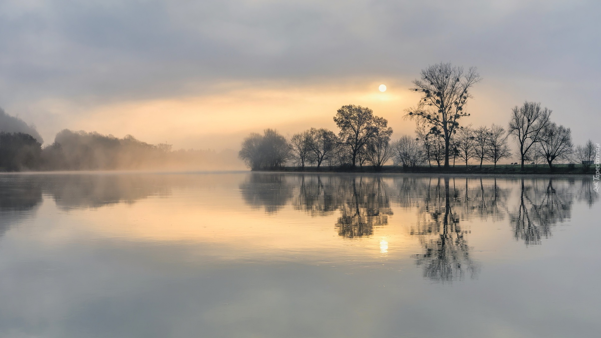 Mgła, Rzeka Mozela, Drzewa, Wschód słońca, Niemcy