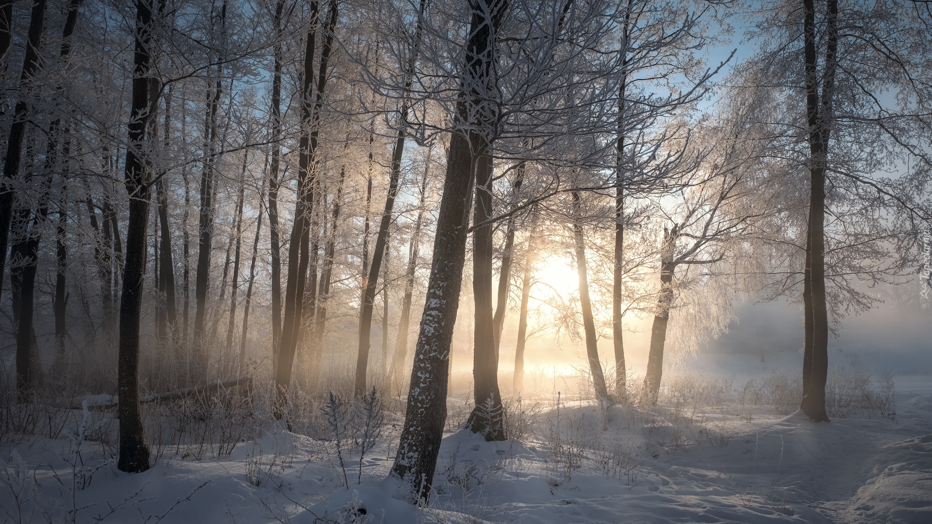 Drzewa, Las, Zima, Śnieg, Mgła, Wschód słońca