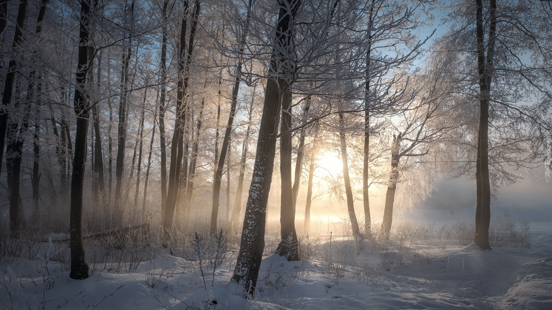 Drzewa, Las, Zima, Śnieg, Mgła, Wschód słońca