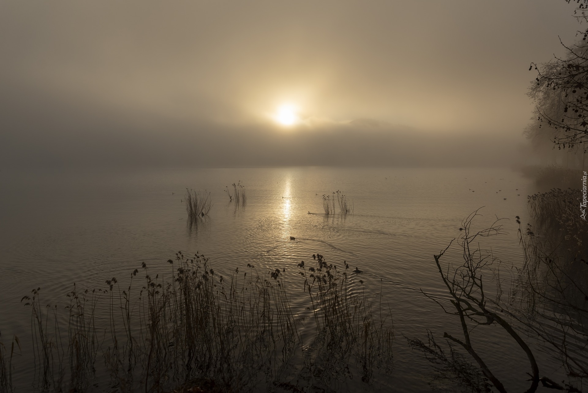 Jezioro, Trawy, Mgła, Wschód słońca, Poranek