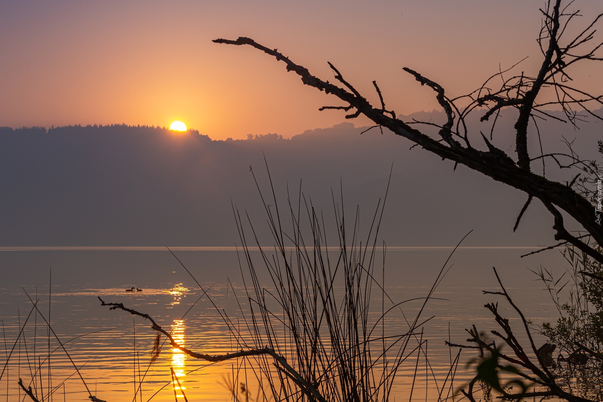 Jezioro, Wschód słońca, Mgła, Trawa, Drzewa, Las