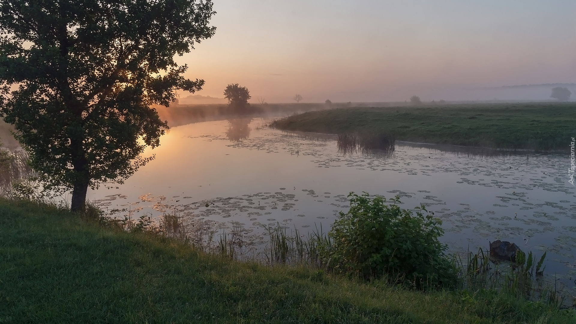 Rzeka, Pole, Drzewa, Wschód słońca