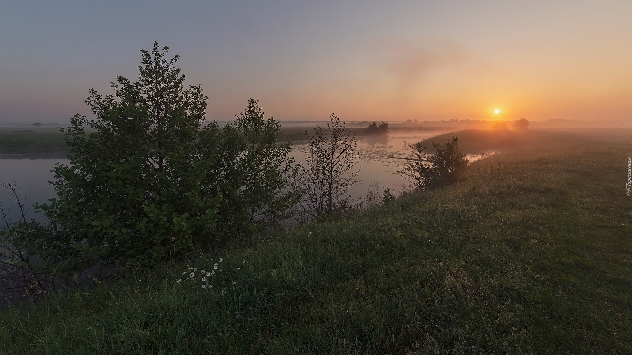 Rzeka, Mgła, Drzewa, Trawa, Zachód słońca