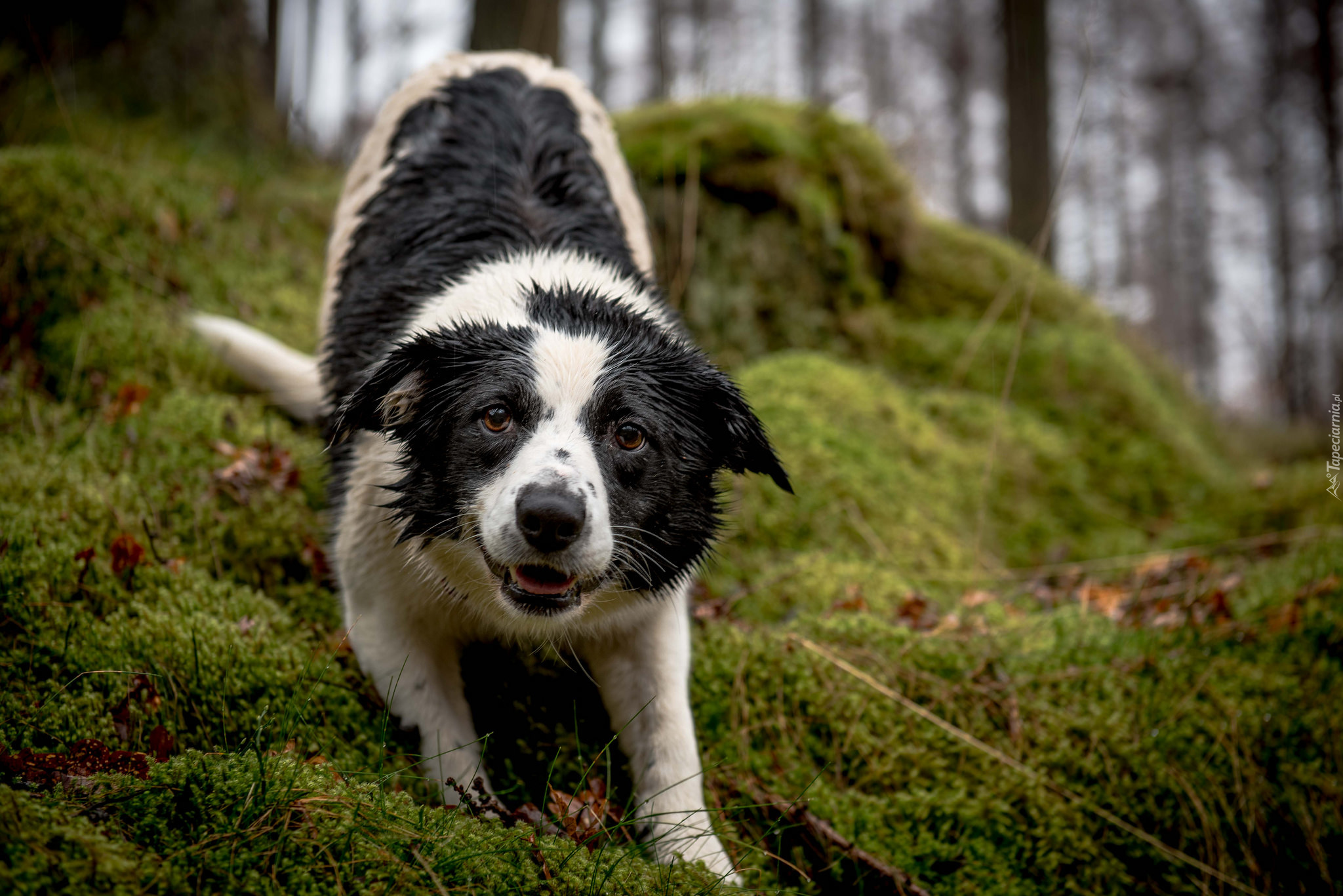 Zmoknięty, Border collie, Ściółka