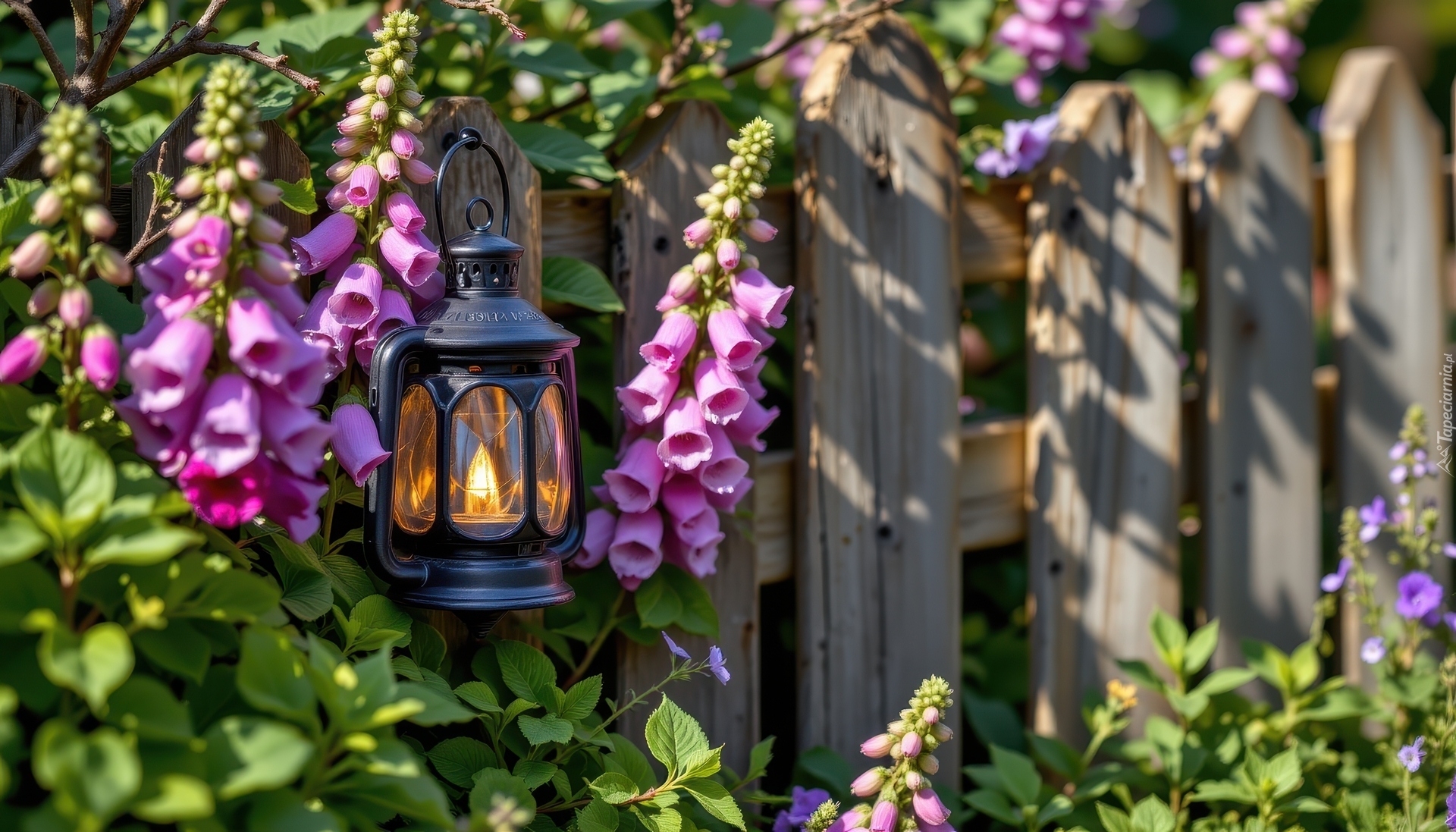 Lampion, Płot, Różowe, Kwiaty, Naparstnica