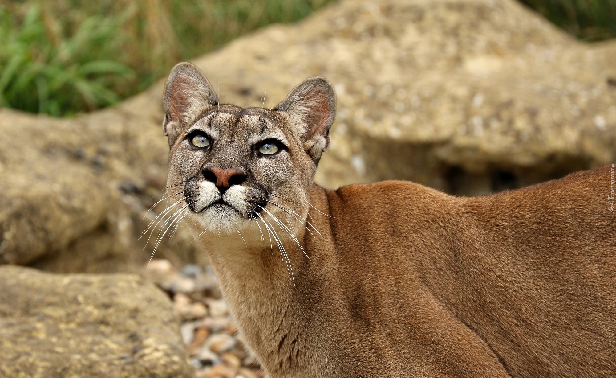 Zapatrzona, Puma