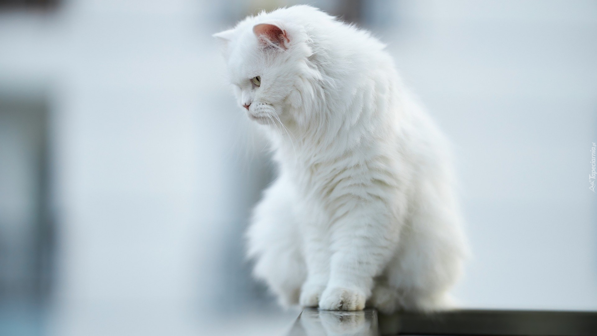 Biały, Kot perski