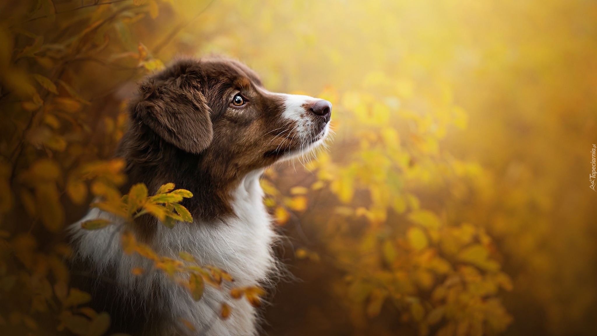 Pies, Owczarek australijski, Australian shepherd, Mordka, Liście