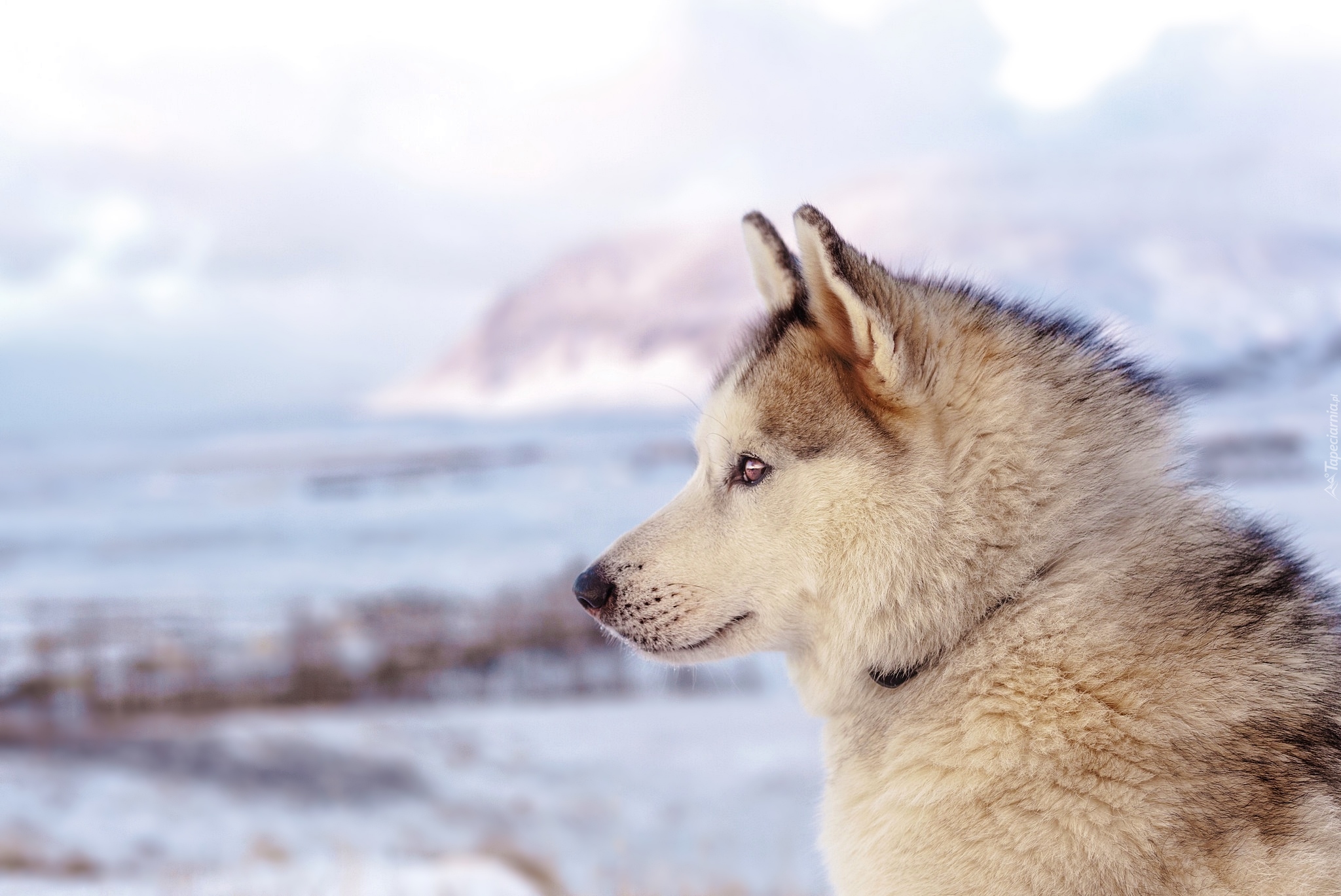 Zima, Pies, Siberian husky, Profil, Głowa, Rozmyte Tło