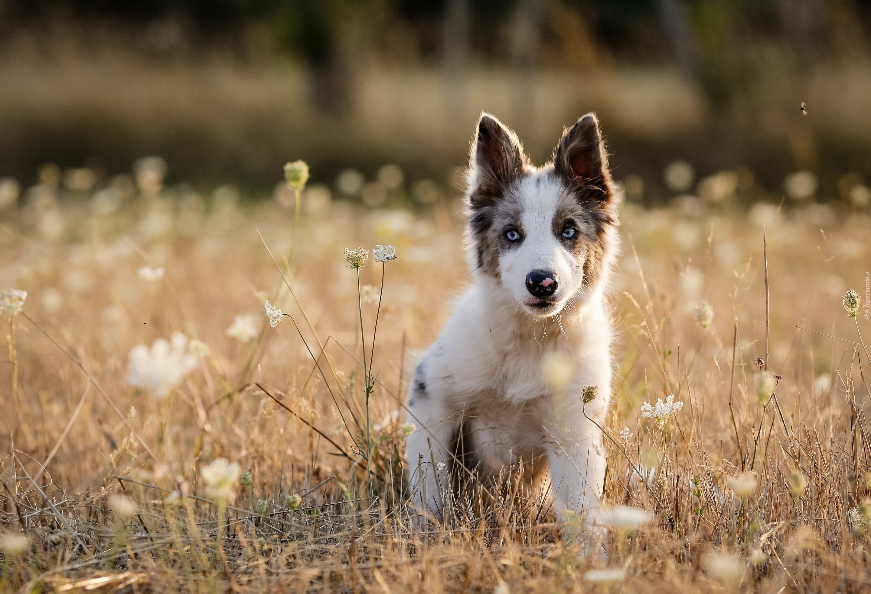 Szczeniak, Border, Collie, Łąka