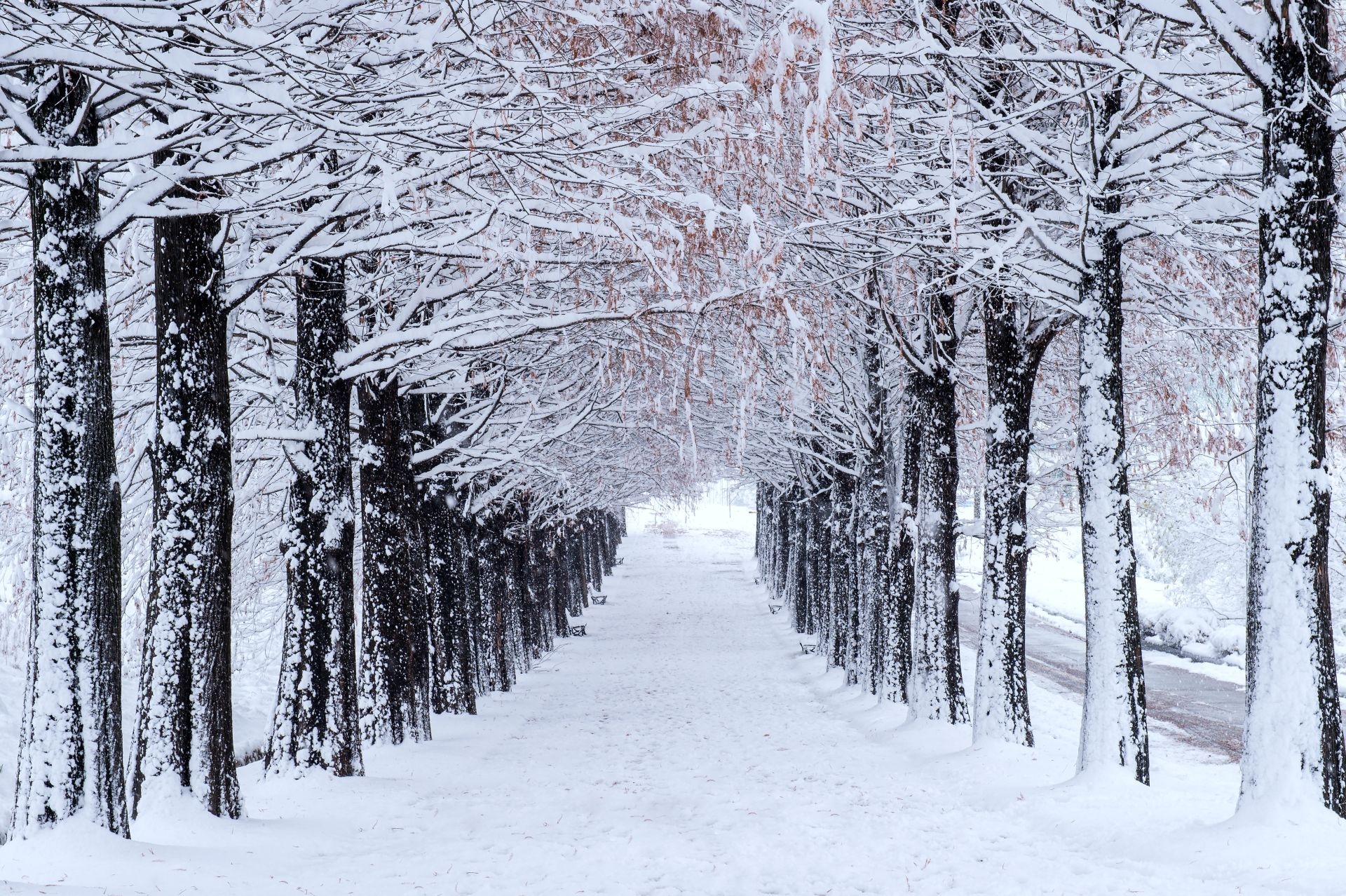 Zima, Ośnieżone, Drzewa, Śnieg, Droga, Ścieżka