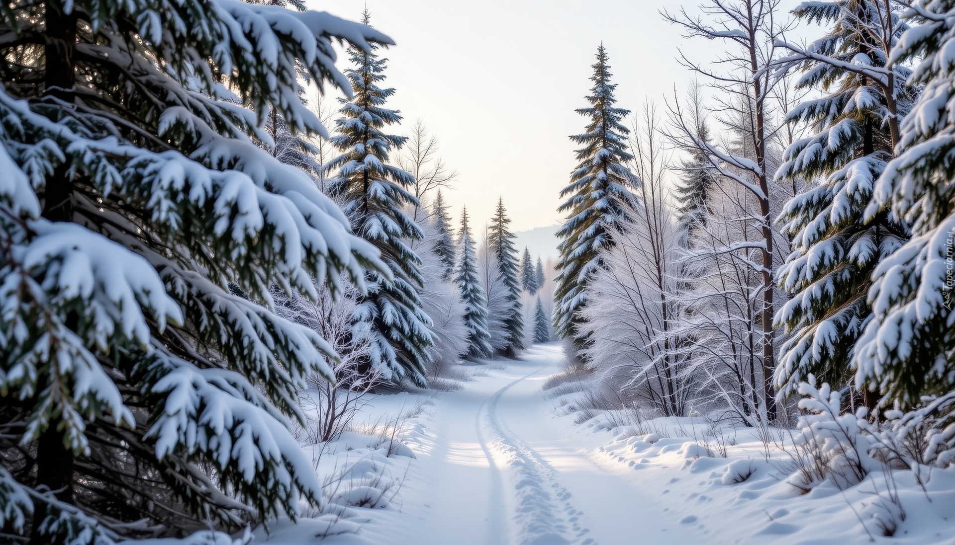 Zima, Las, Ośnieżone, Drzewa, Droga, Śnieg, AI