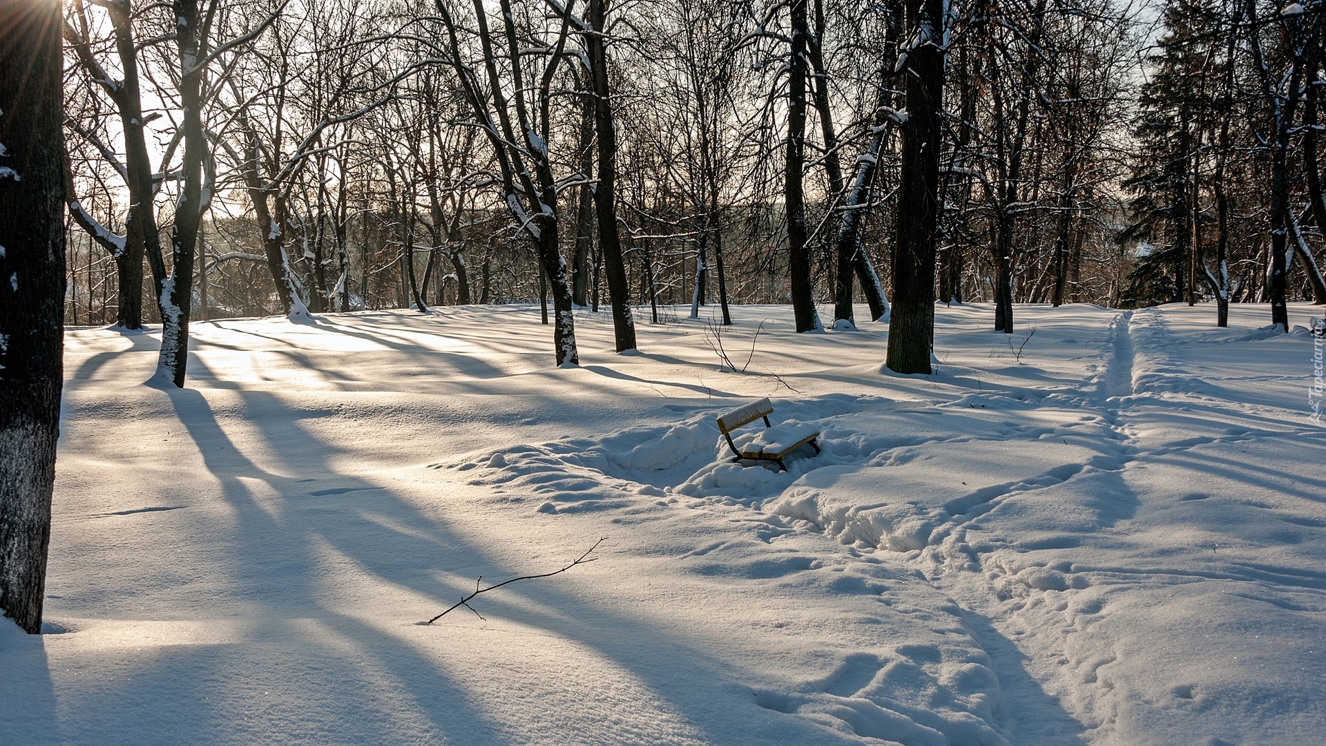 Zima, Las, Drzewa, Zaśnieżona, Ławka, Ślady