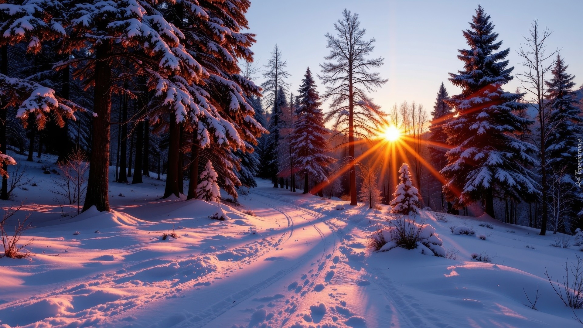 Zima, Las, Ośnieżone, Drzewa, Promienie słońca, Zaśnieżona, Droga