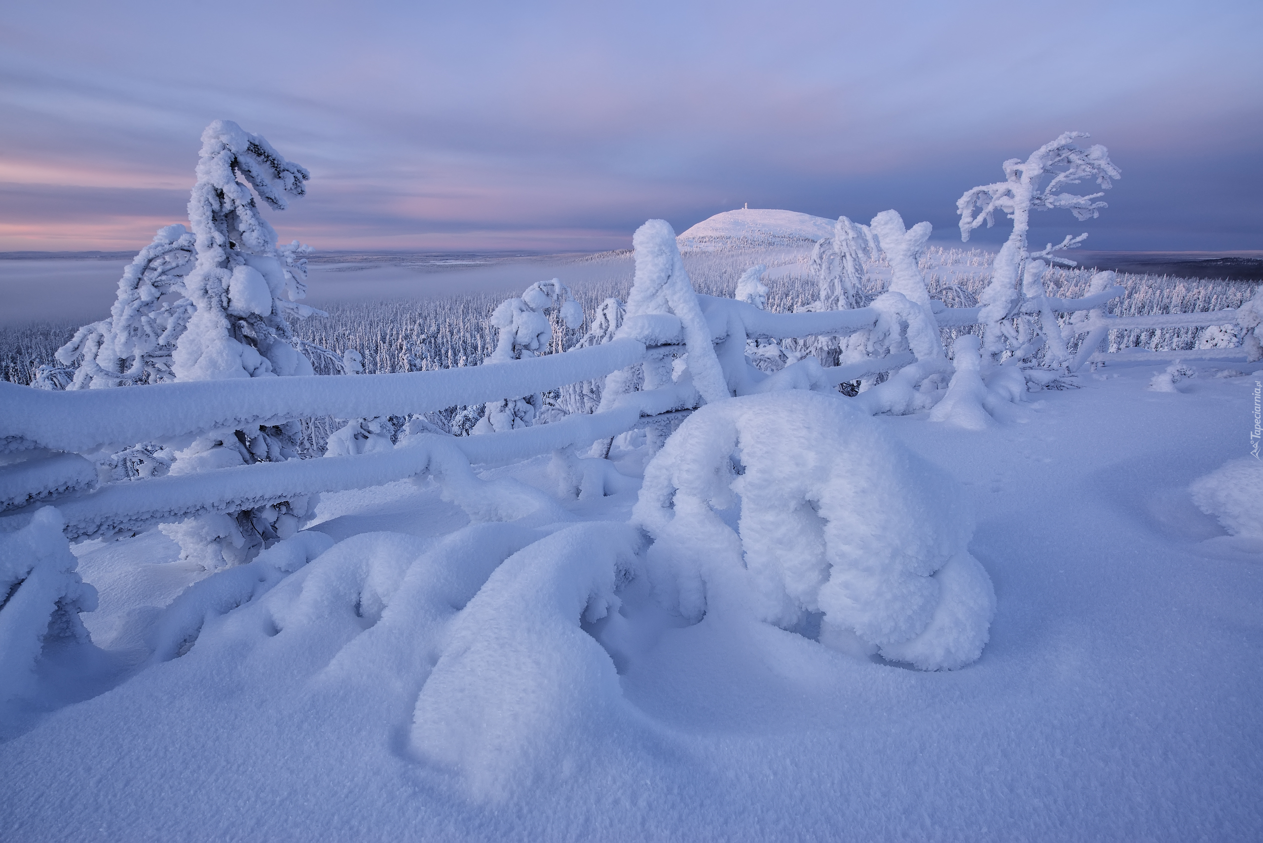 Zima, Śnieg, Drzewa, Ogrodzenie, Wzgórze, Rezerwat Valtavaara, Laponia, Finlandia