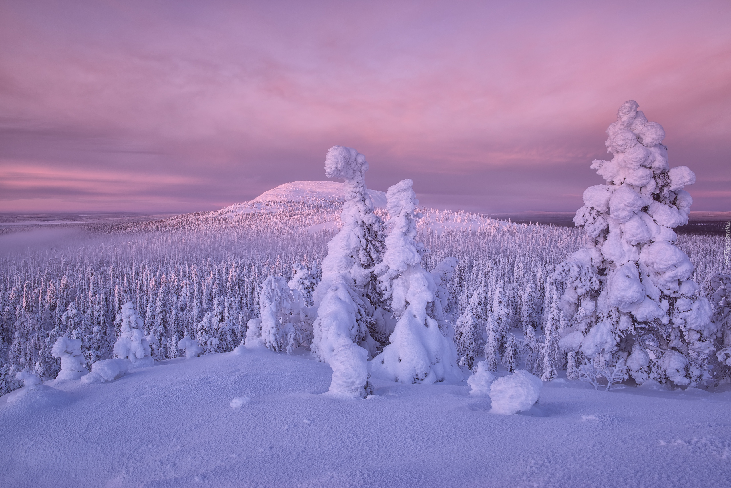 Zima, Zaśnieżone, Drzewa, Wzgórza, Finlandia