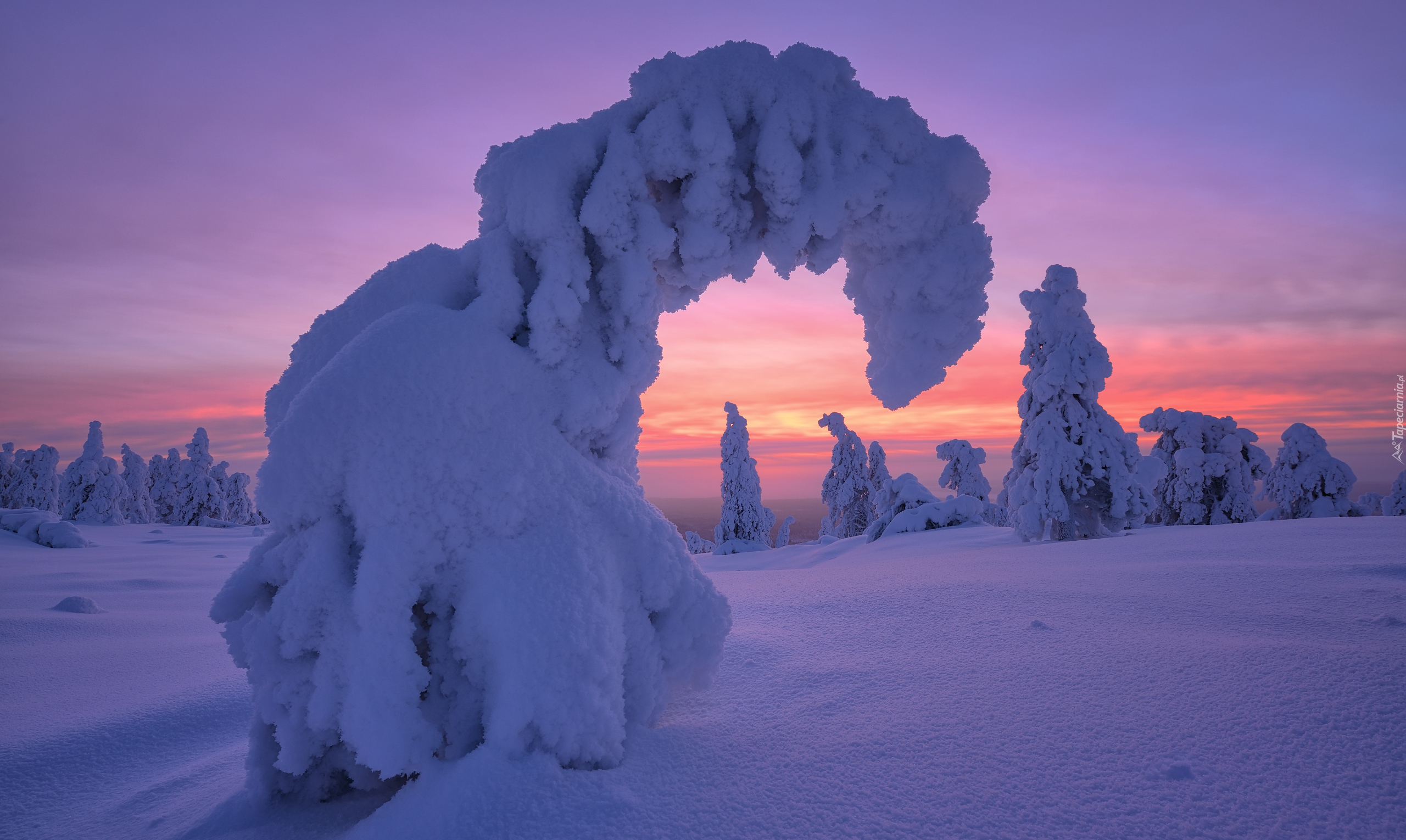 Zima, Zaśnieżone, Drzewa, Wschód słońca, Park Narodowy Riisitunturi, Gmina Posio, Finlandia