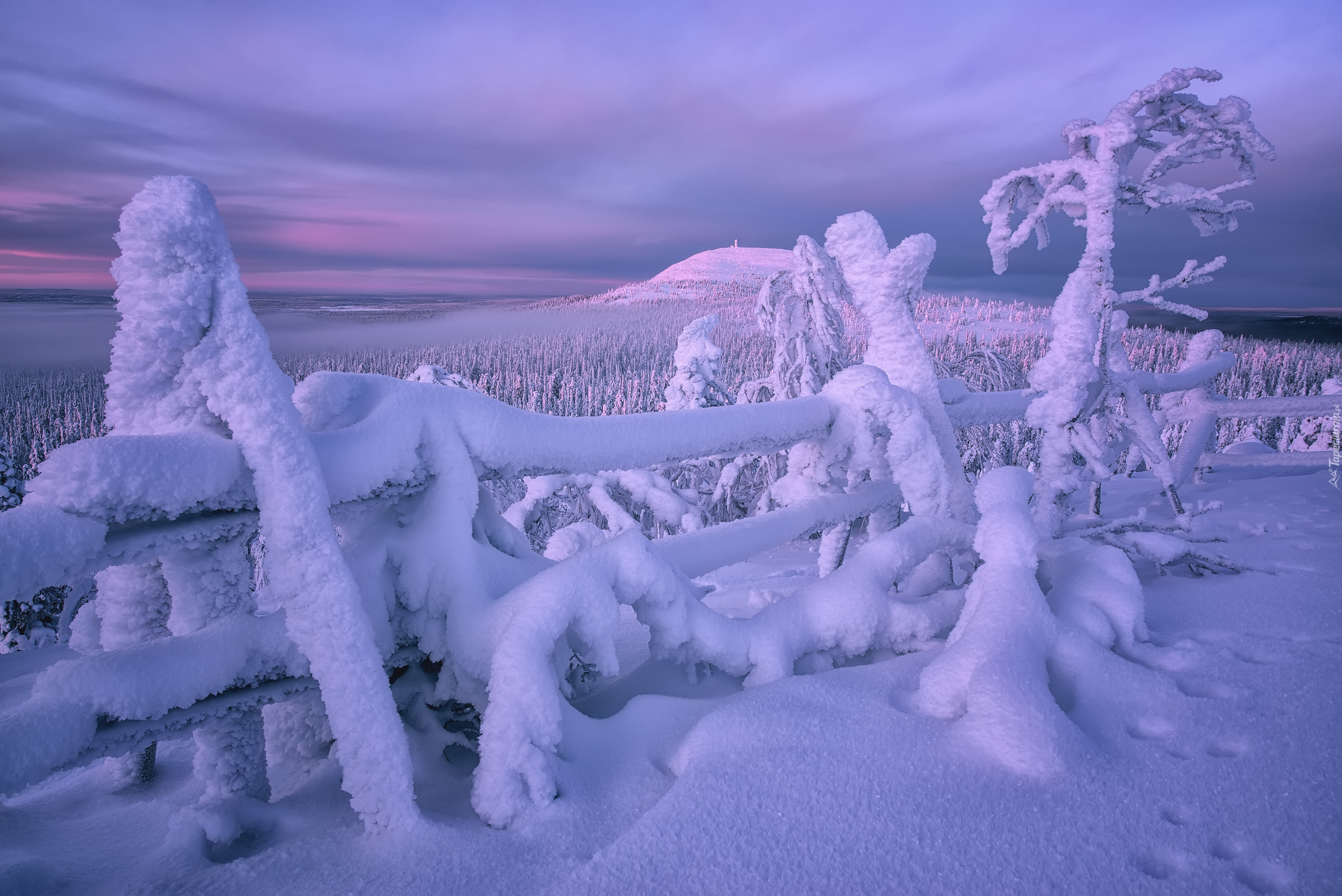 Zima, Zaśnieżone, Drzewa, Ogrodzenie, Wzgórze, Rezerwat Valtavaara, Laponia, Finlandia
