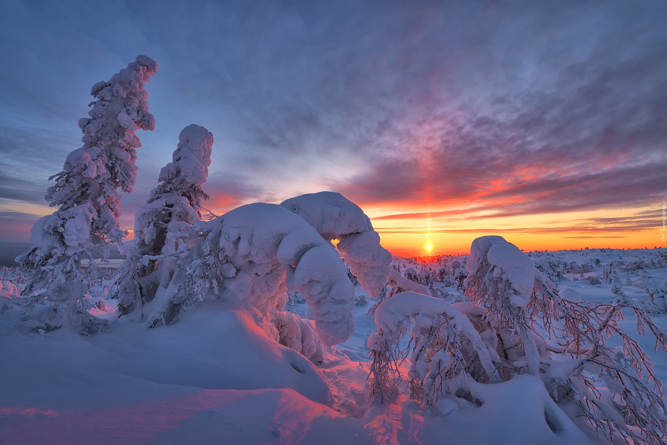 Zima, Zaśnieżone, Drzewa, Zachód słońca, Półwysep Kolski, Rosja