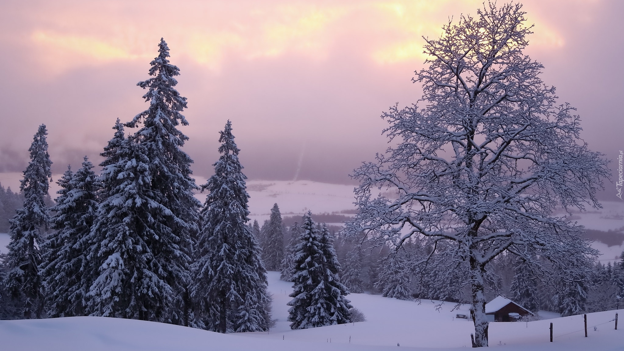Zima, Śnieg, Drzewa, Świerki, Domek, Neuchatel, Szwajcaria