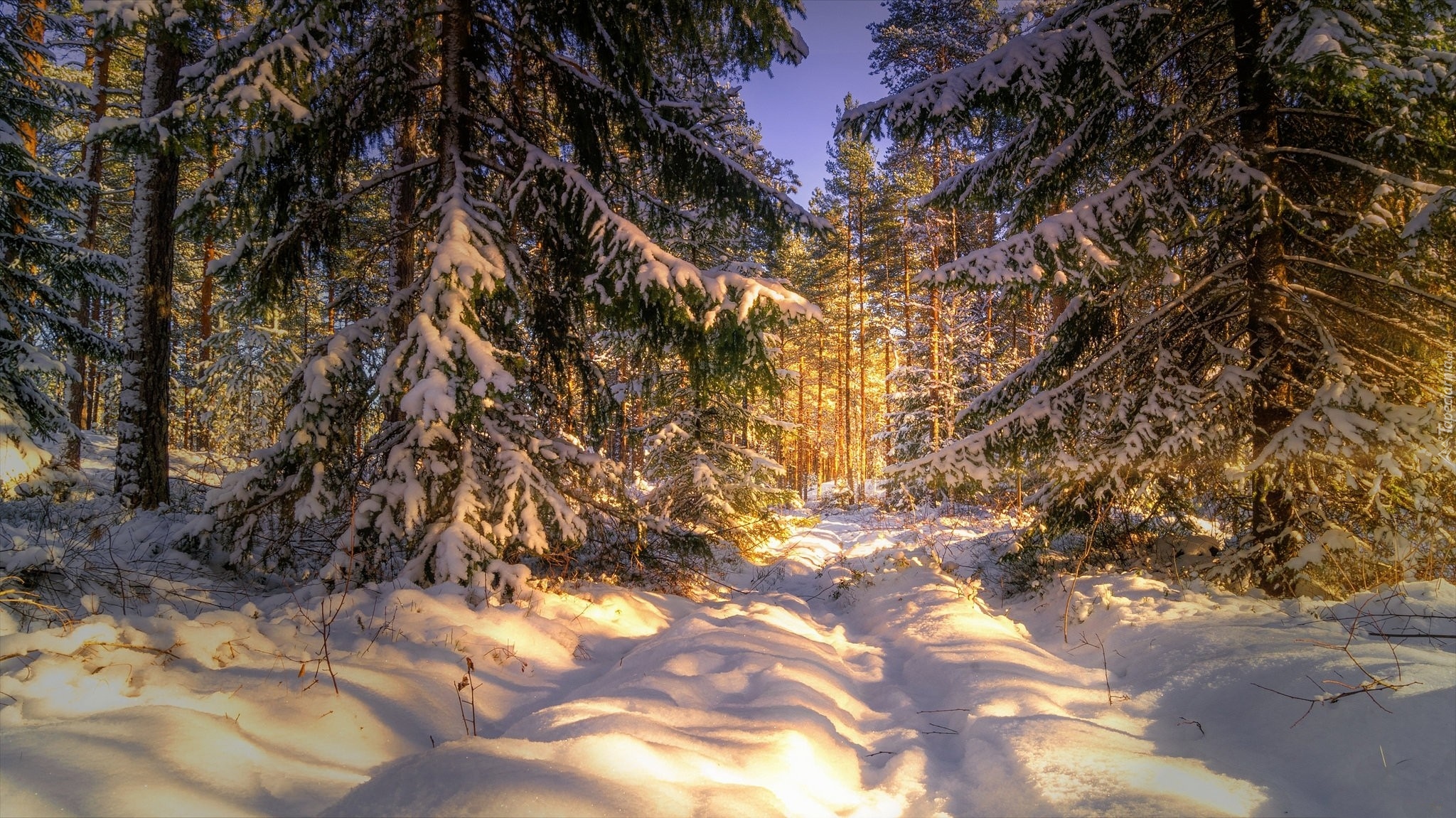 Śnieg, Zima, Las, Słoneczny, Dzień, Drzewa, Świerki
