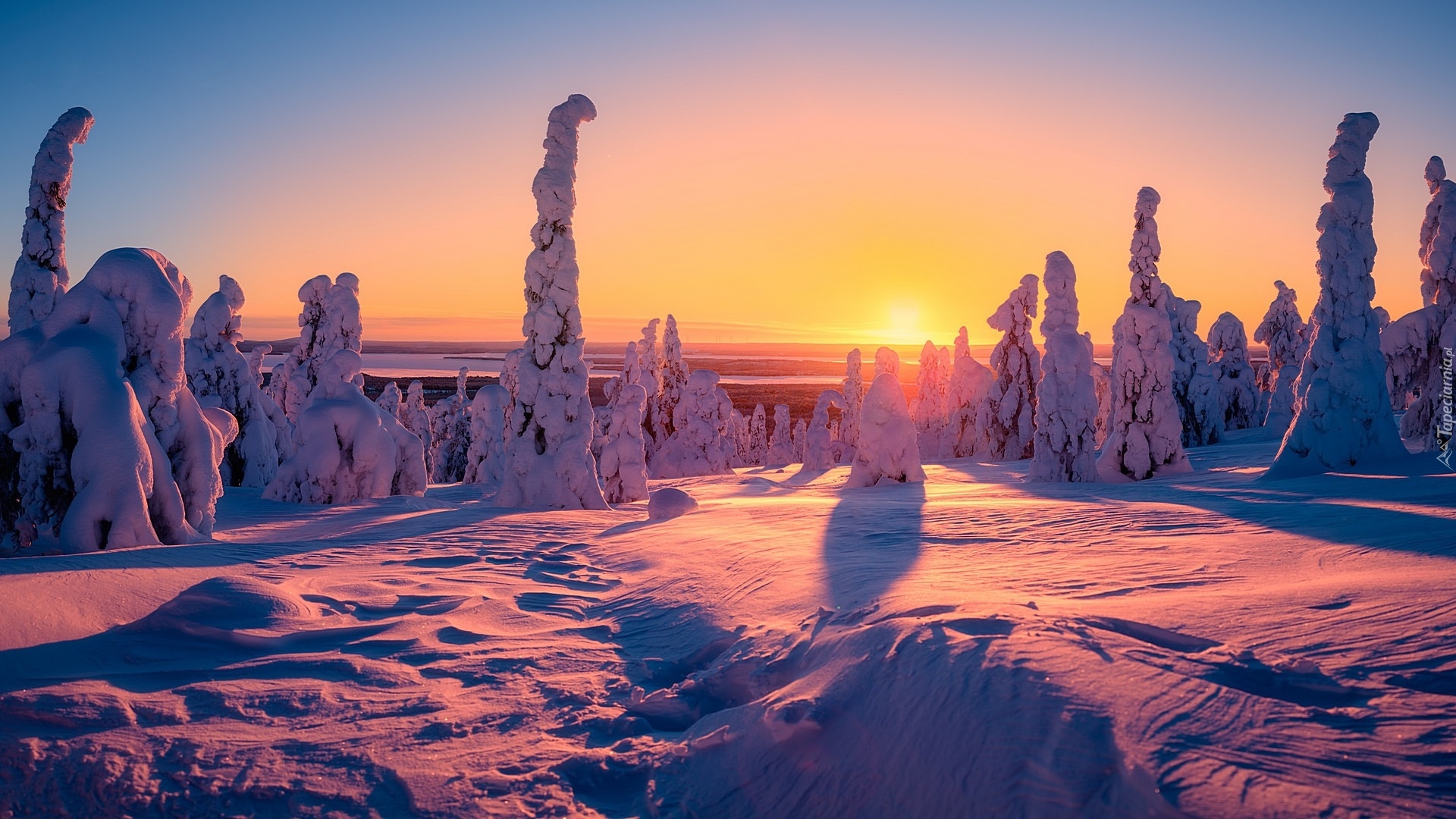 Finlandia, Laponia, Gmina Posio, Park Narodowy Riisitunturi, Zima, Ośnieżone, Drzewa, Zachód słońca