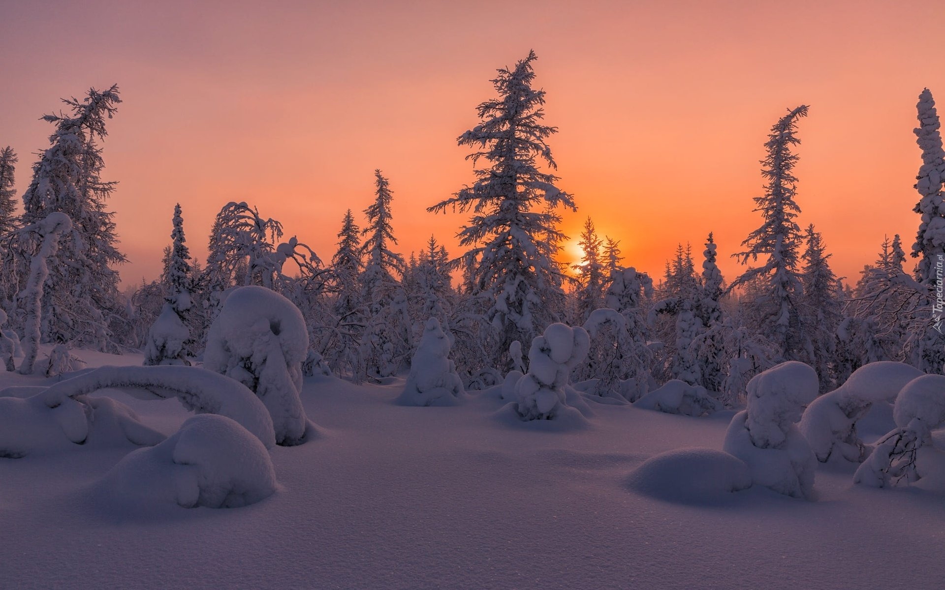 Zima, Drzewa, Las, Śnieg, Zaspy, Wieczór, Zachód słońca