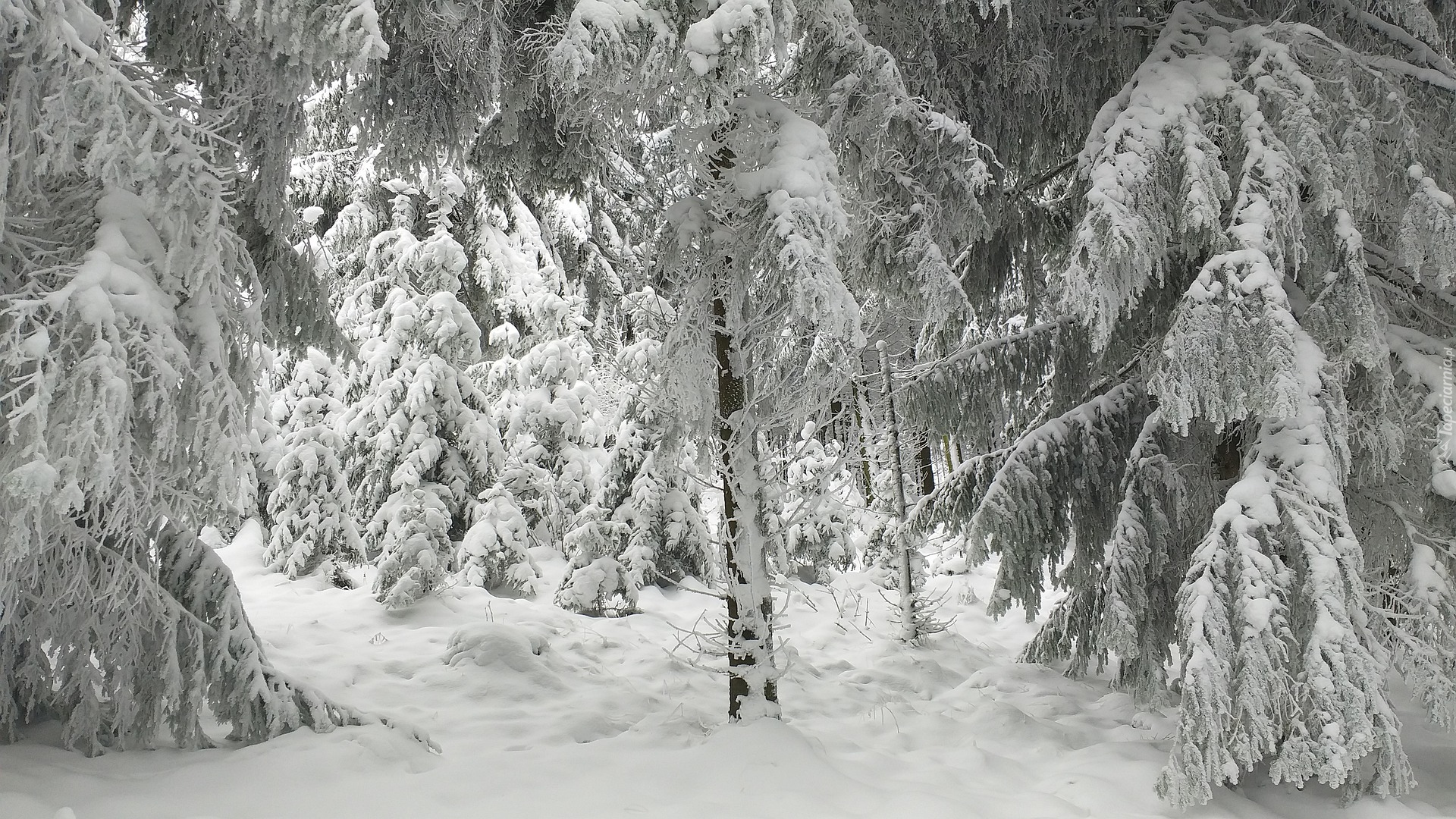 Zaśnieżony, Las, Drzewa, Zima, Śnieg