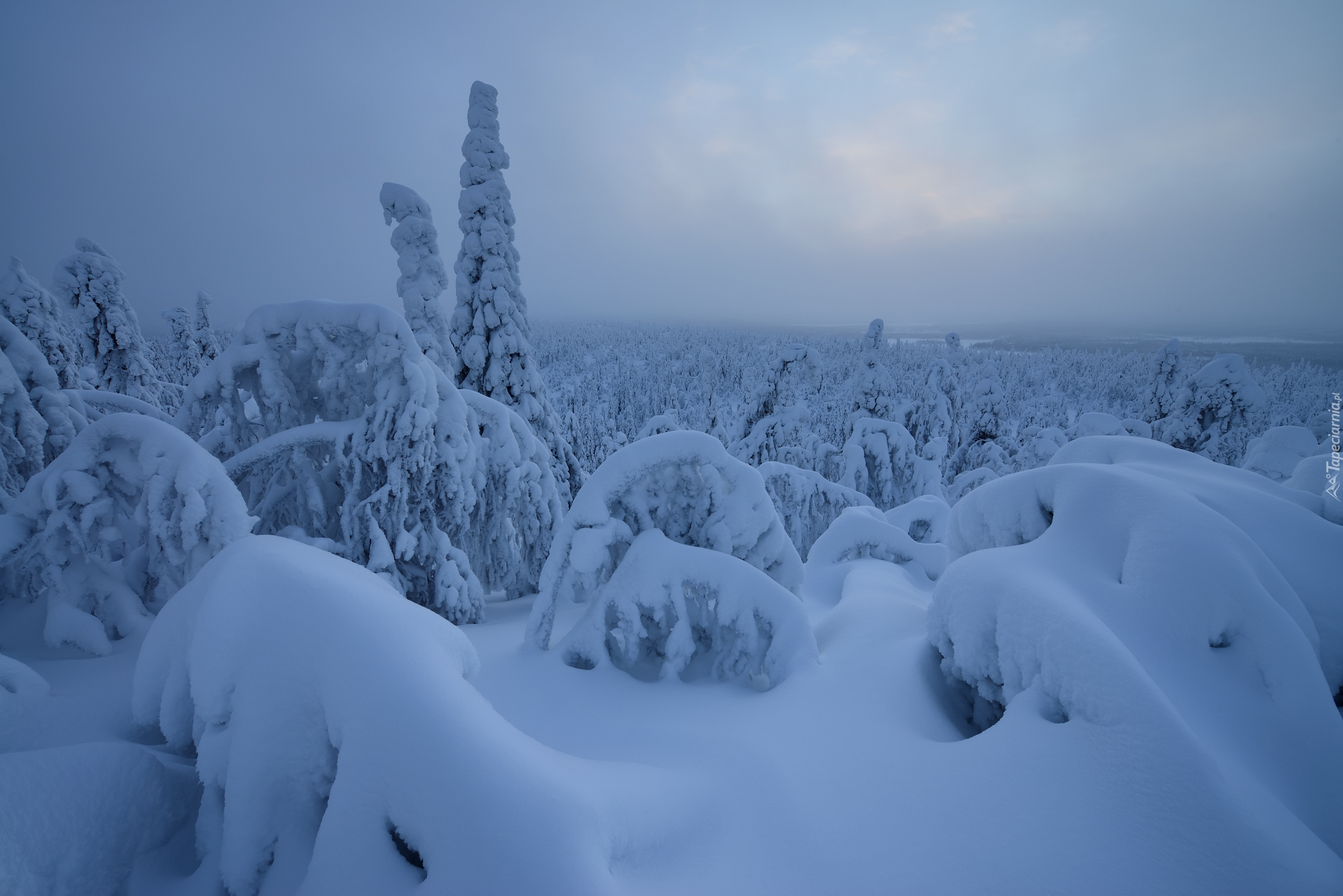 Zima, Ośnieżone, Drzewa, Rezerwat Valtavaara, Laponia, Finlandia