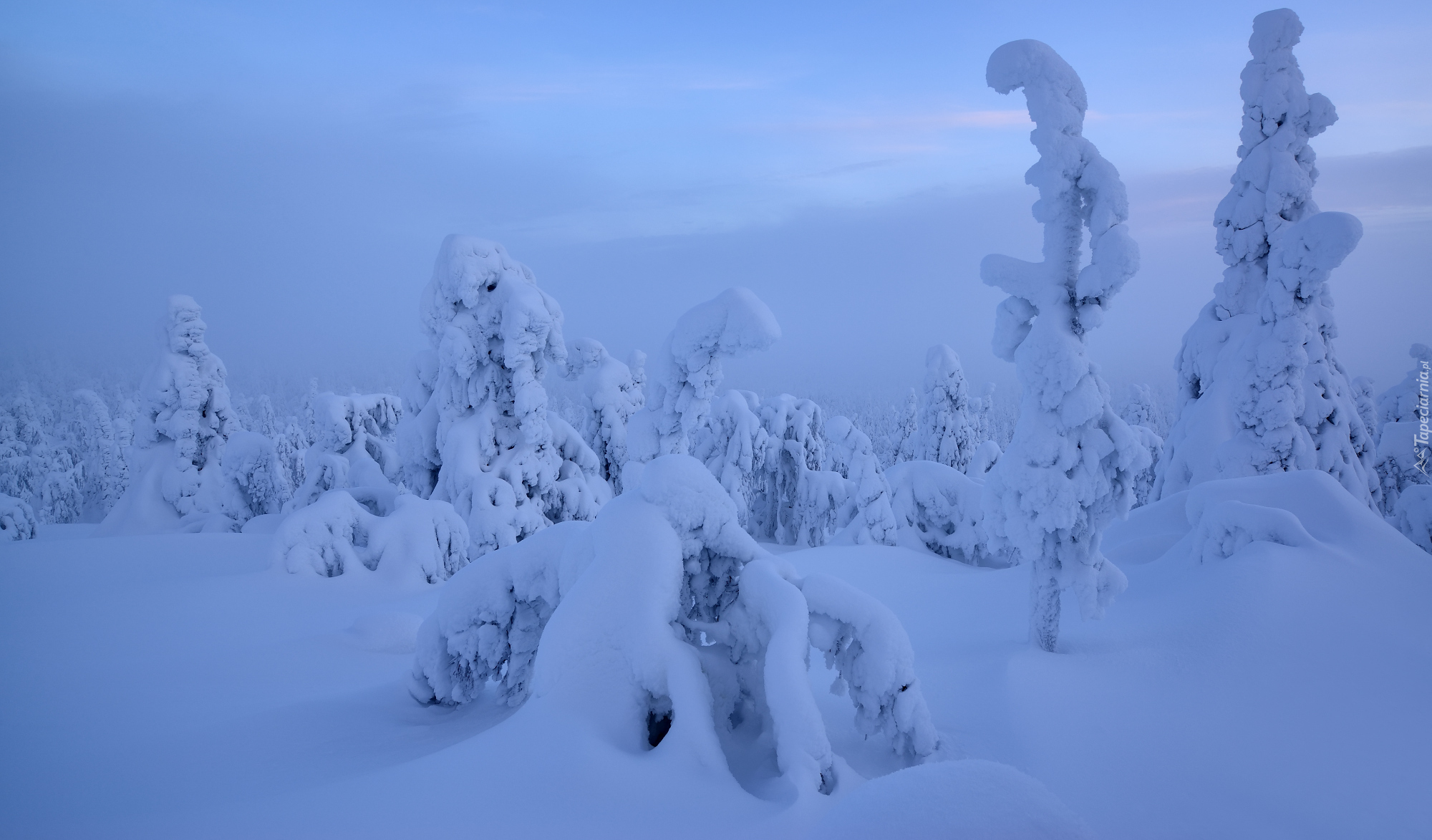Zima, Mgła, Drzewa, Laponia, Finlandia